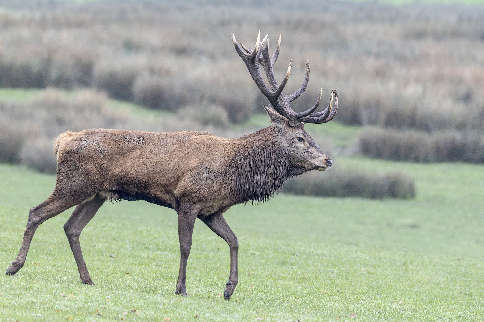 Parc Animalier de st-Croix en Moselle.