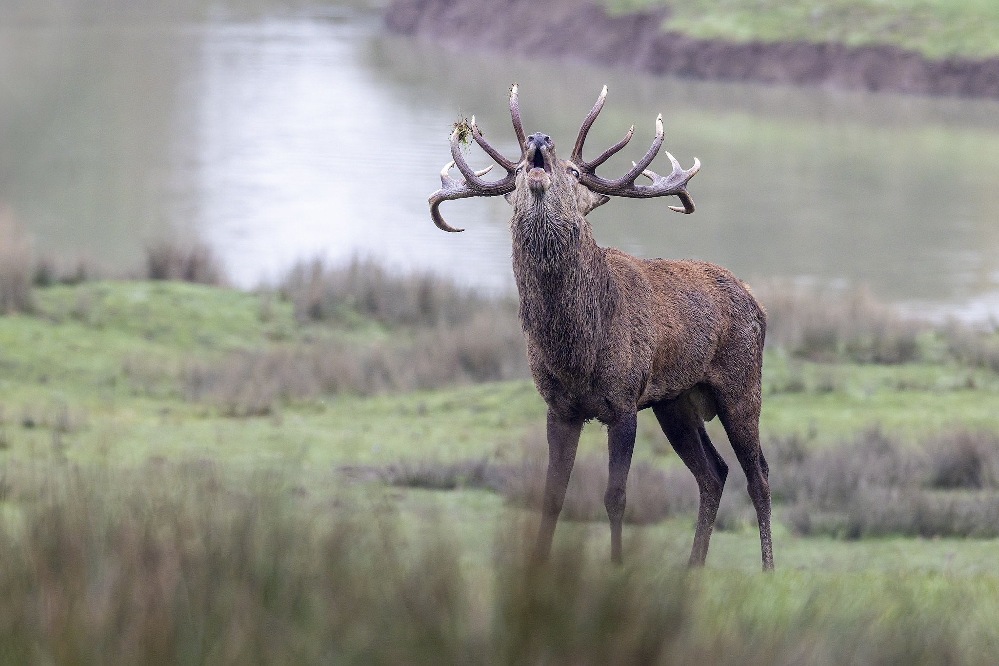Parc Animalier de st-Croix en Moselle.