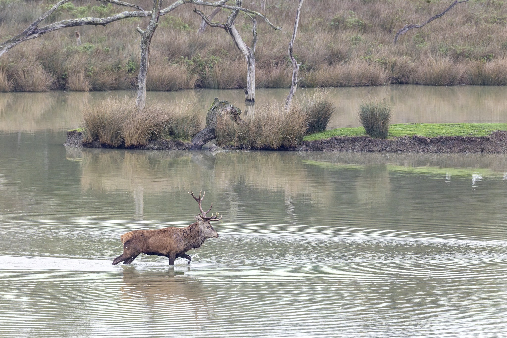 Parc Animalier de st-Croix en Moselle.