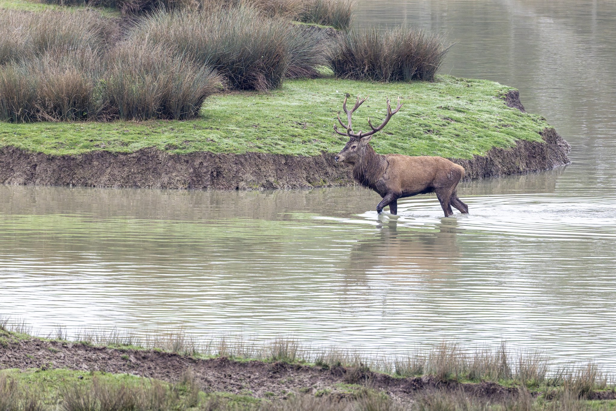 Parc Animalier de st-Croix en Moselle.