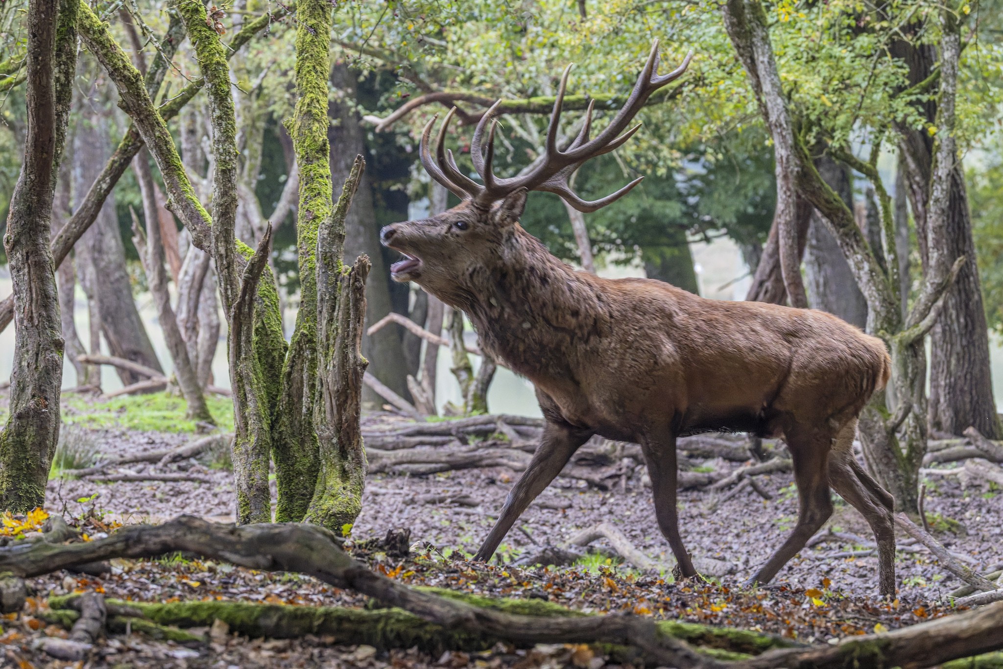 Parc Animalier de st-Croix en Moselle.