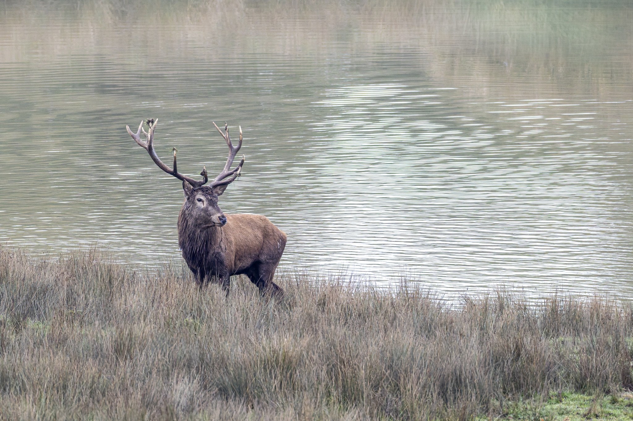 Parc Animalier de st-Croix en Moselle.