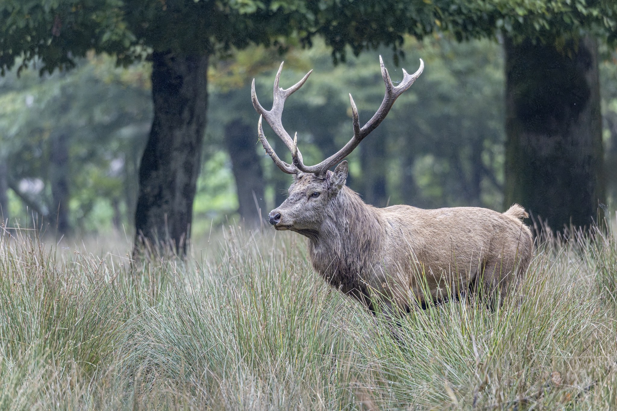 Parc Animalier de st-Croix en Moselle.