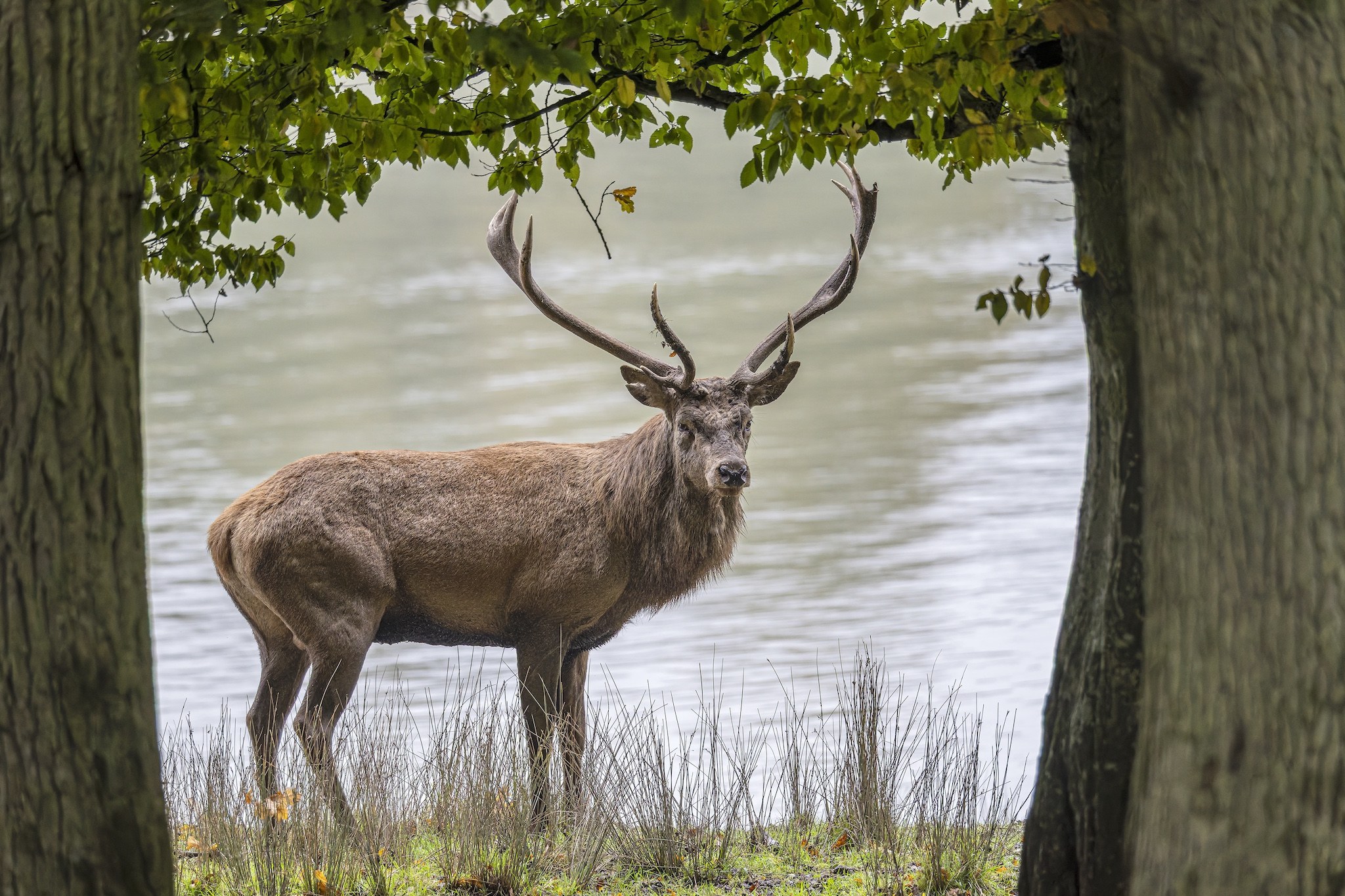 Parc Animalier de st-Croix en Moselle.