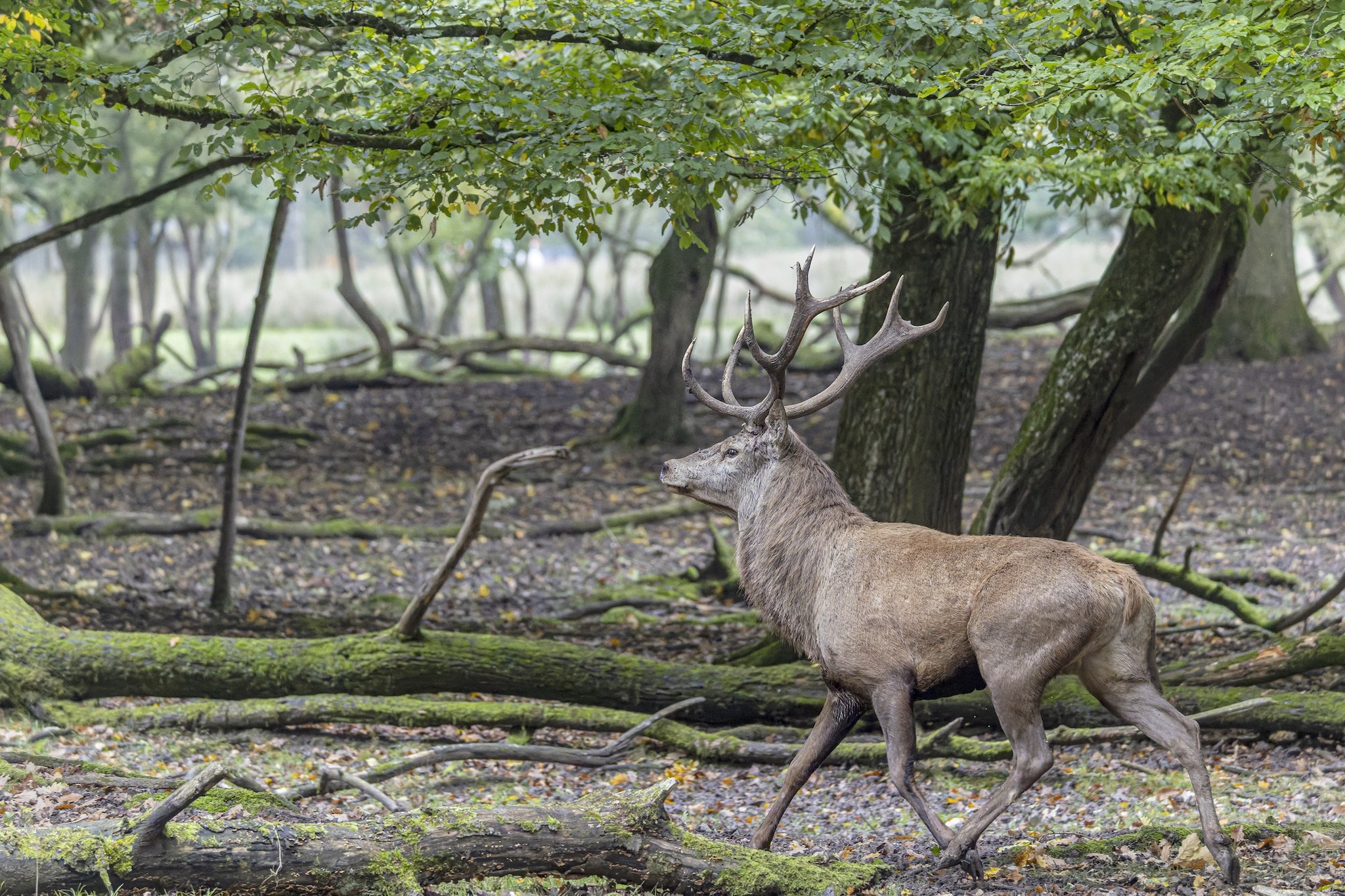 Parc Animalier de st-Croix en Moselle.