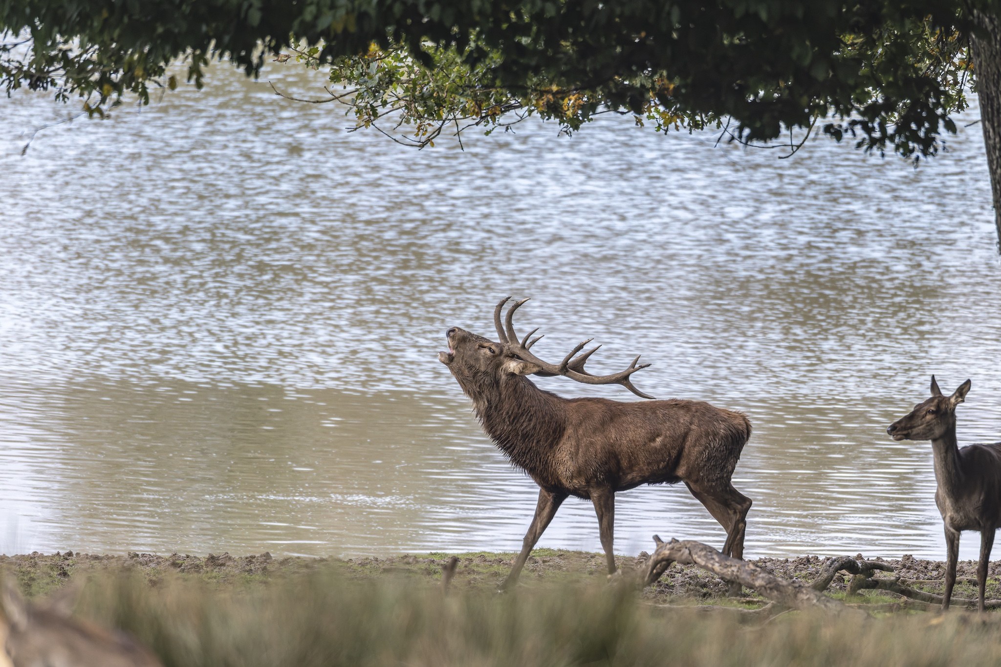 Parc Animalier de st-Croix en Moselle.