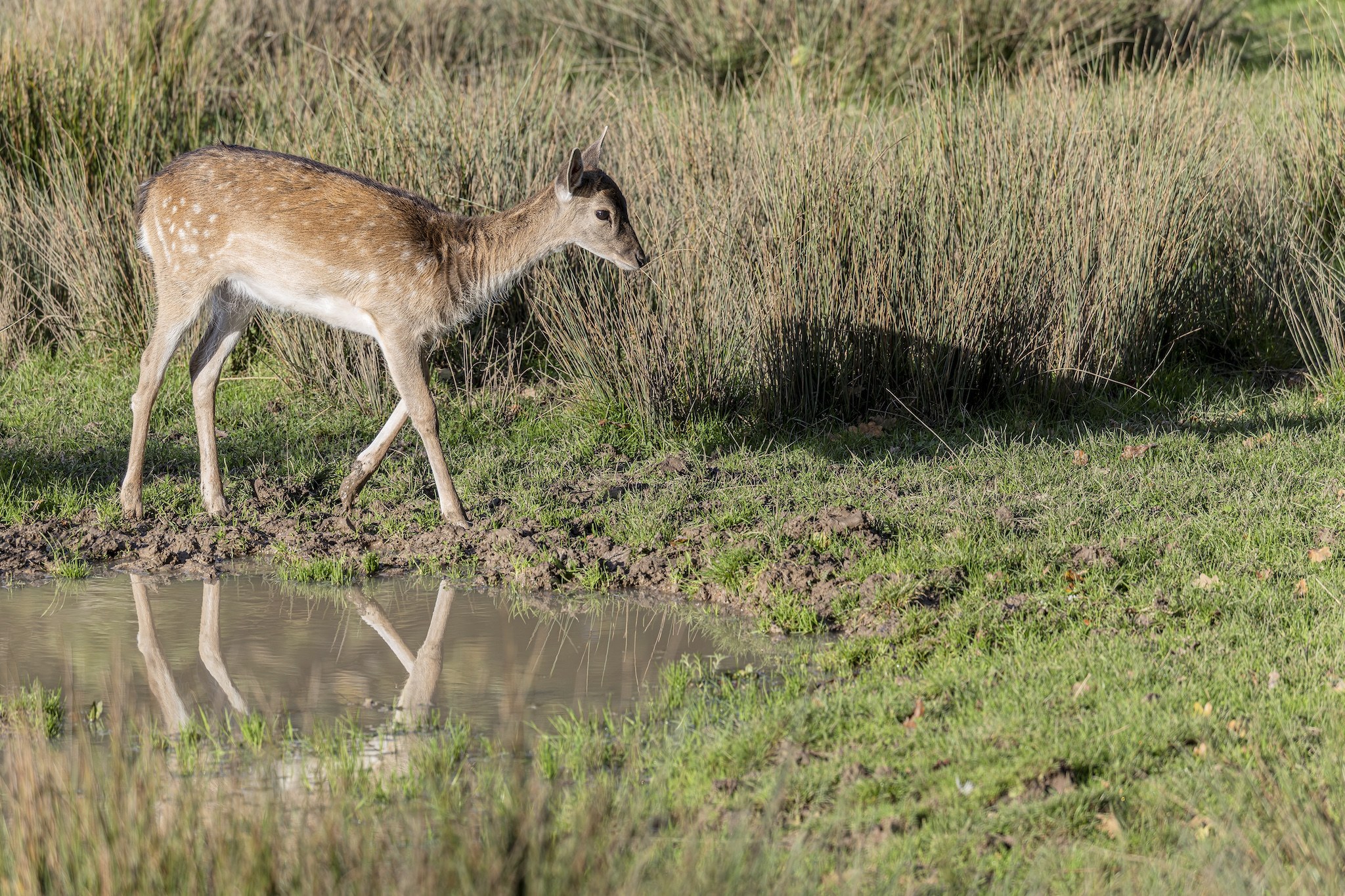 Parc Animalier de st-Croix en Moselle.