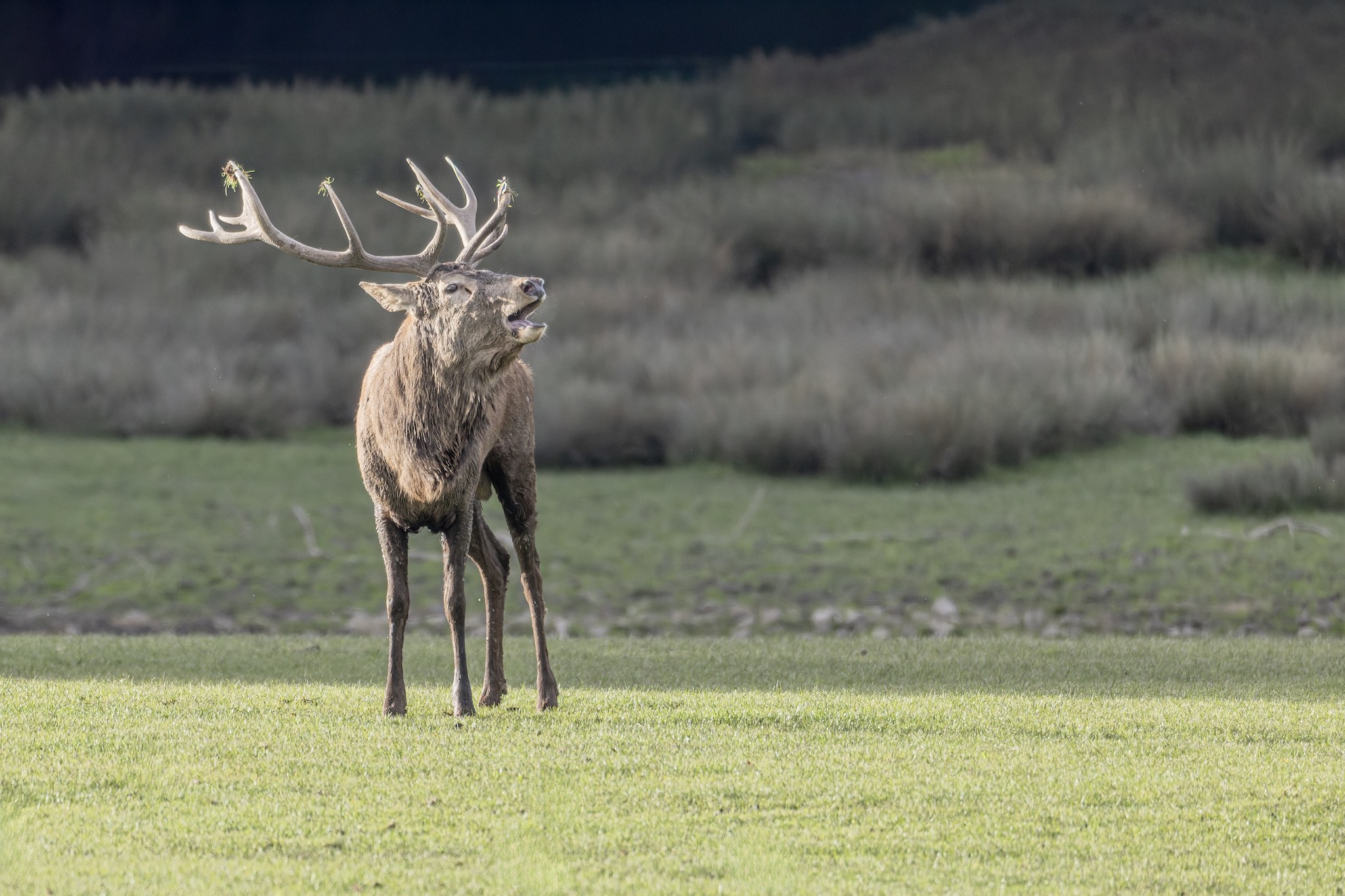 Parc Animalier de st-Croix en Moselle.