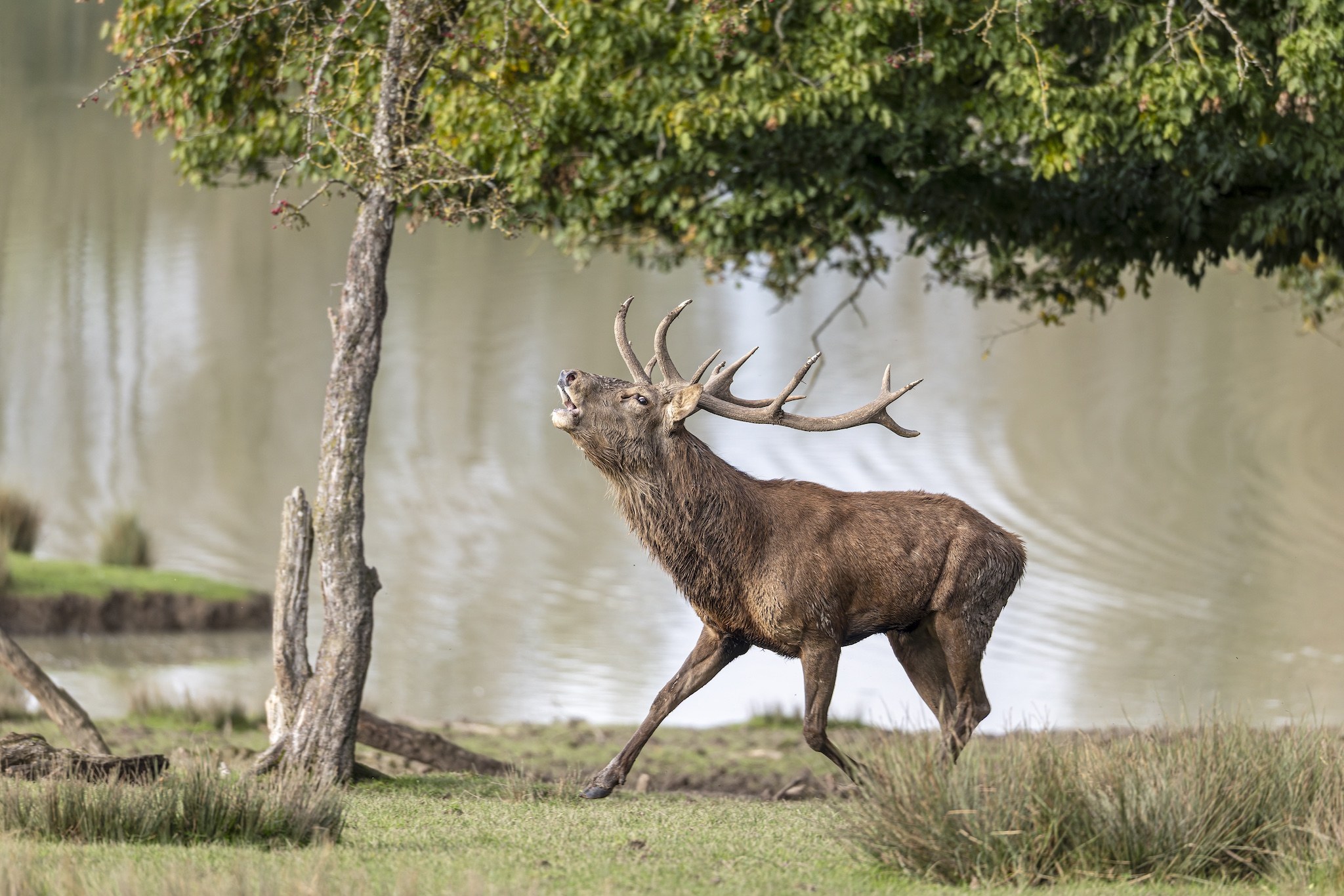 Parc Animalier de st-Croix en Moselle.