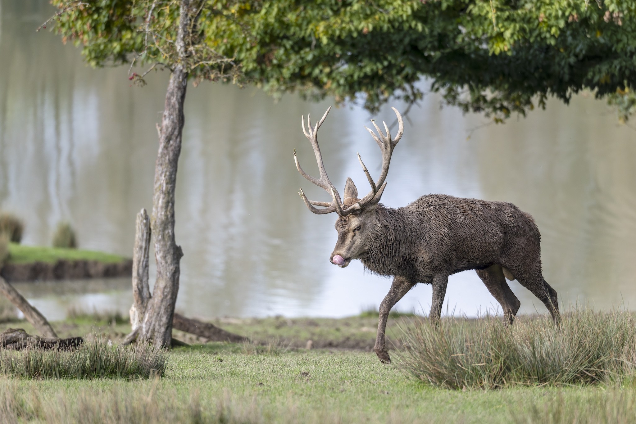 Parc Animalier de st-Croix en Moselle.