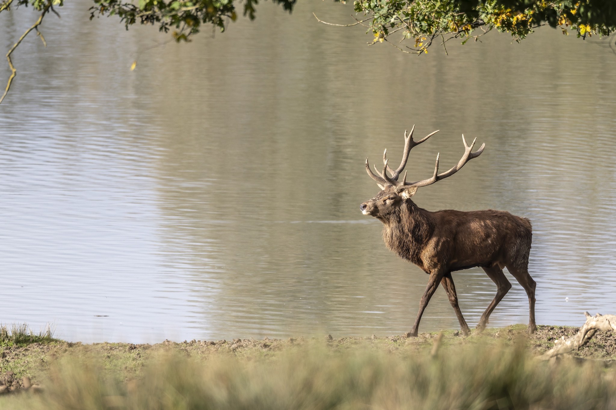 Parc Animalier de st-Croix en Moselle.