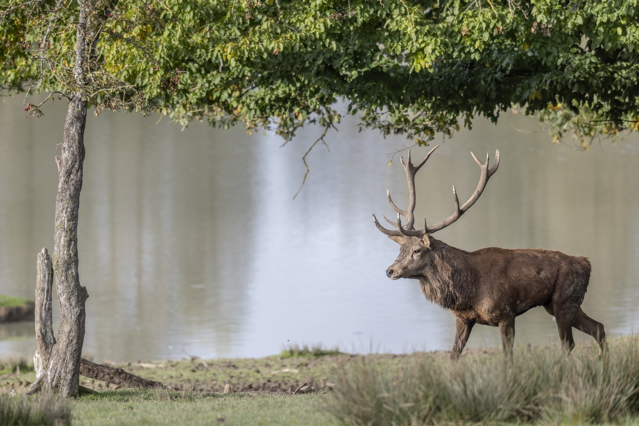 Parc Animalier de st-Croix en Moselle.