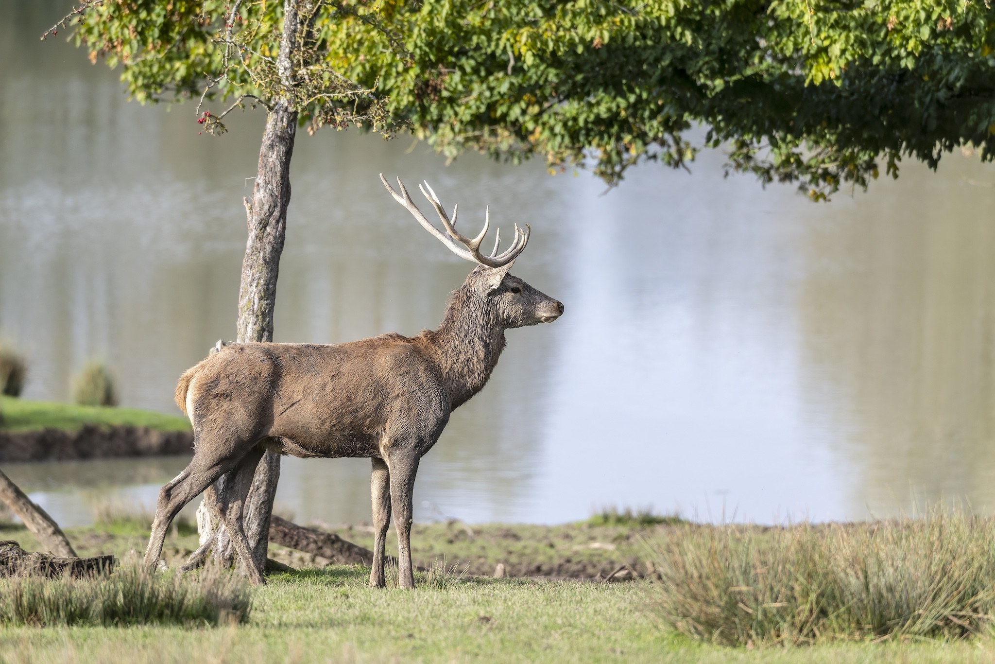 Parc Animalier de st-Croix en Moselle.