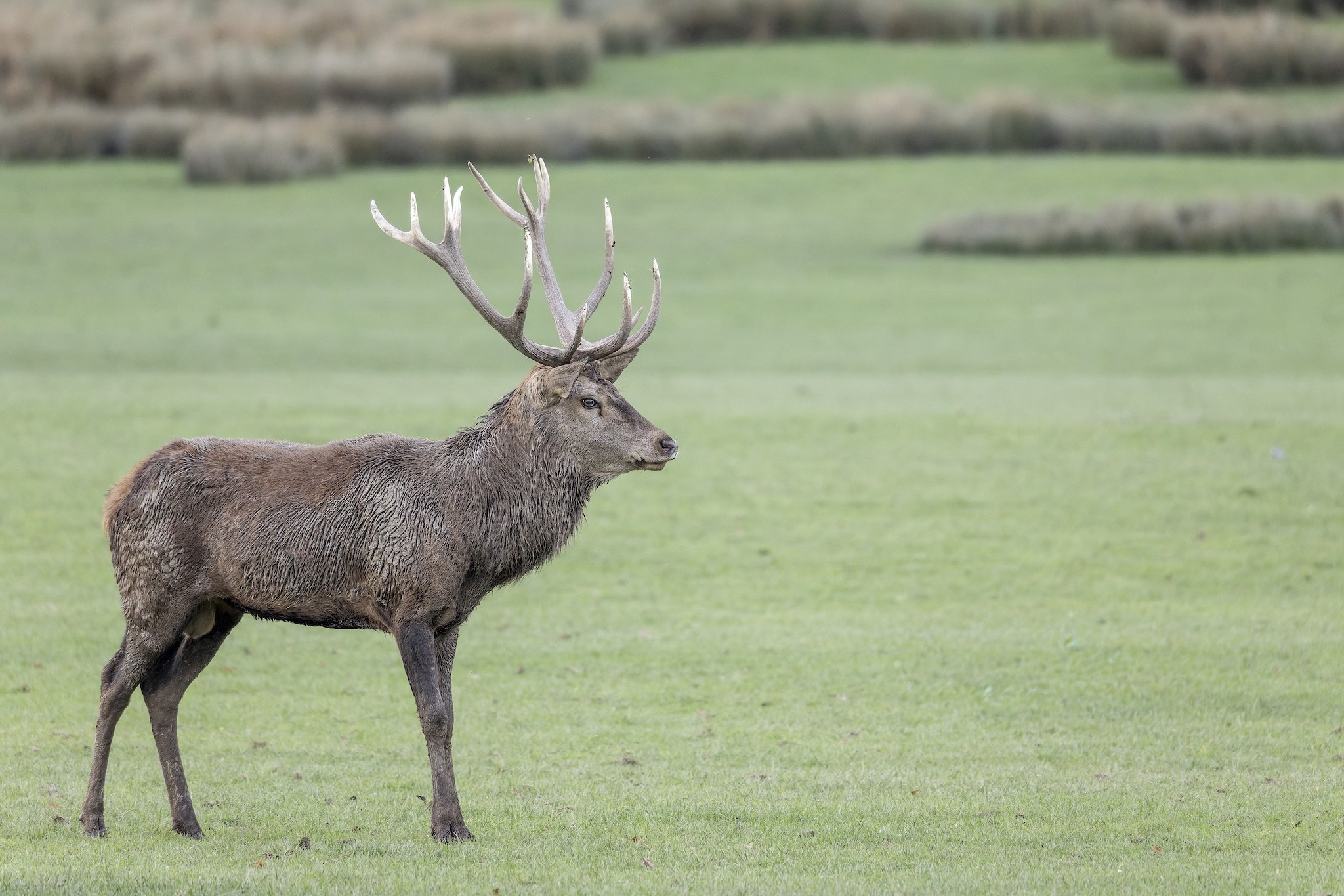 Parc Animalier de st-Croix en Moselle.