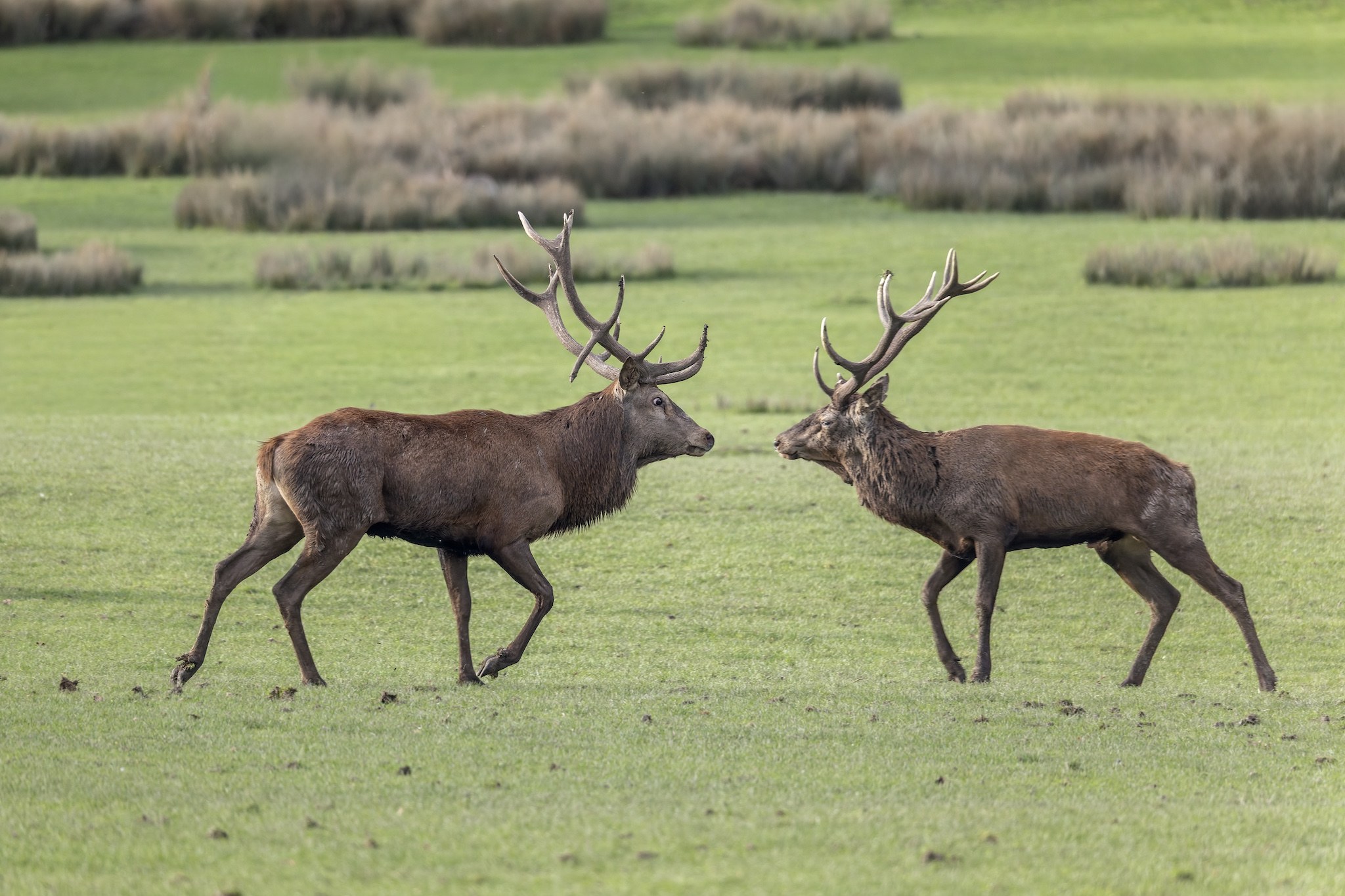 Parc Animalier de st-Croix en Moselle.
