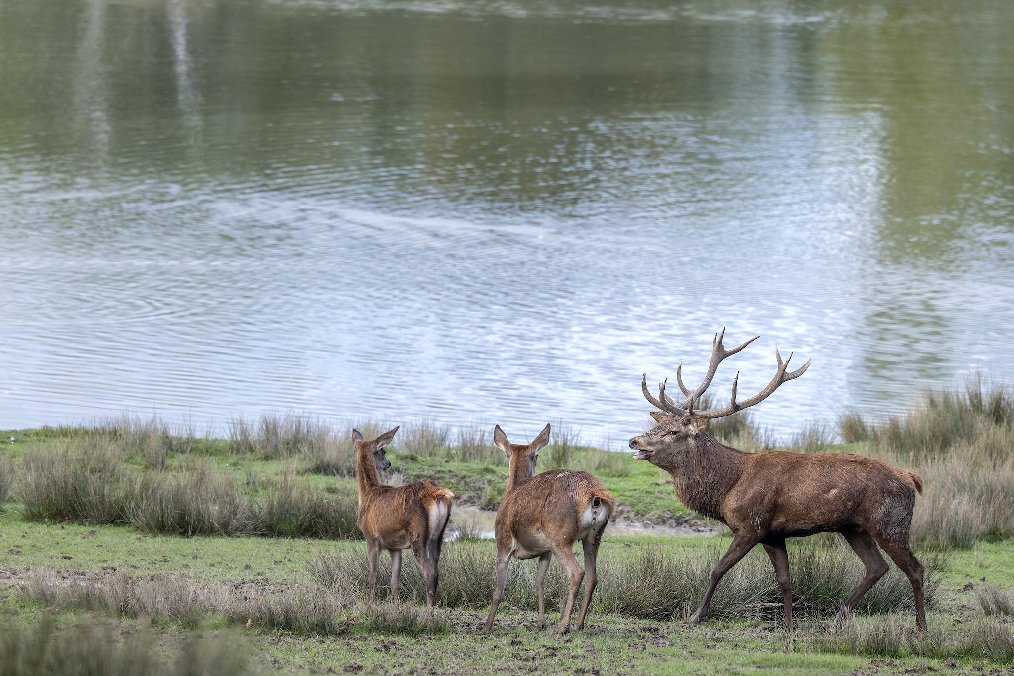 Parc Animalier de st-Croix en Moselle.