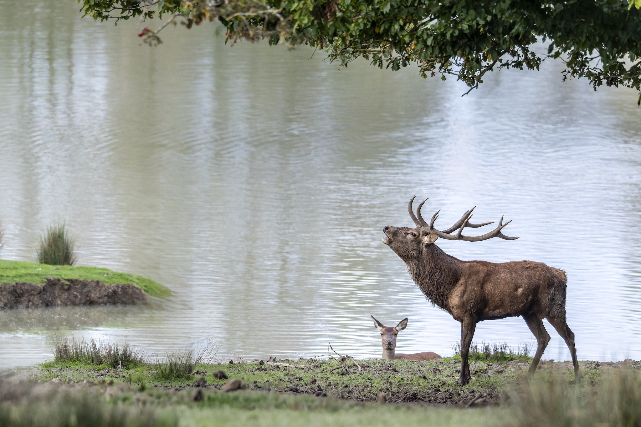 Parc Animalier de st-Croix en Moselle.