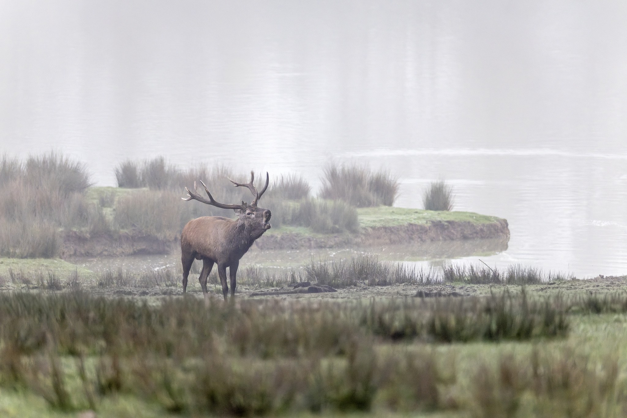 Parc Animalier de st-Croix en Moselle.