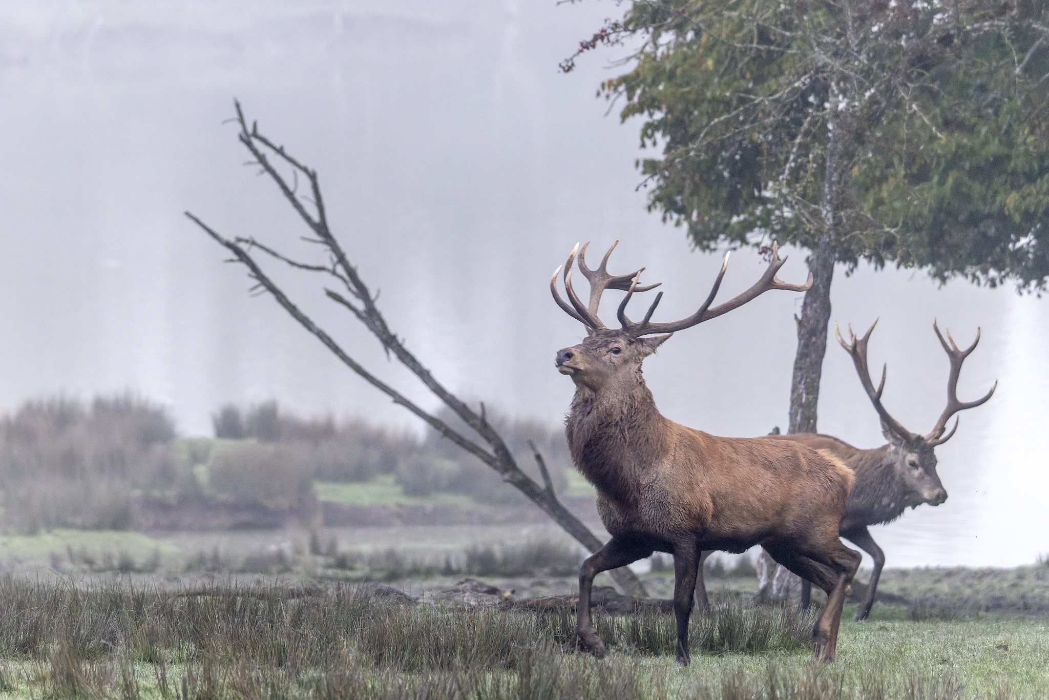 Parc Animalier de st-Croix en Moselle.