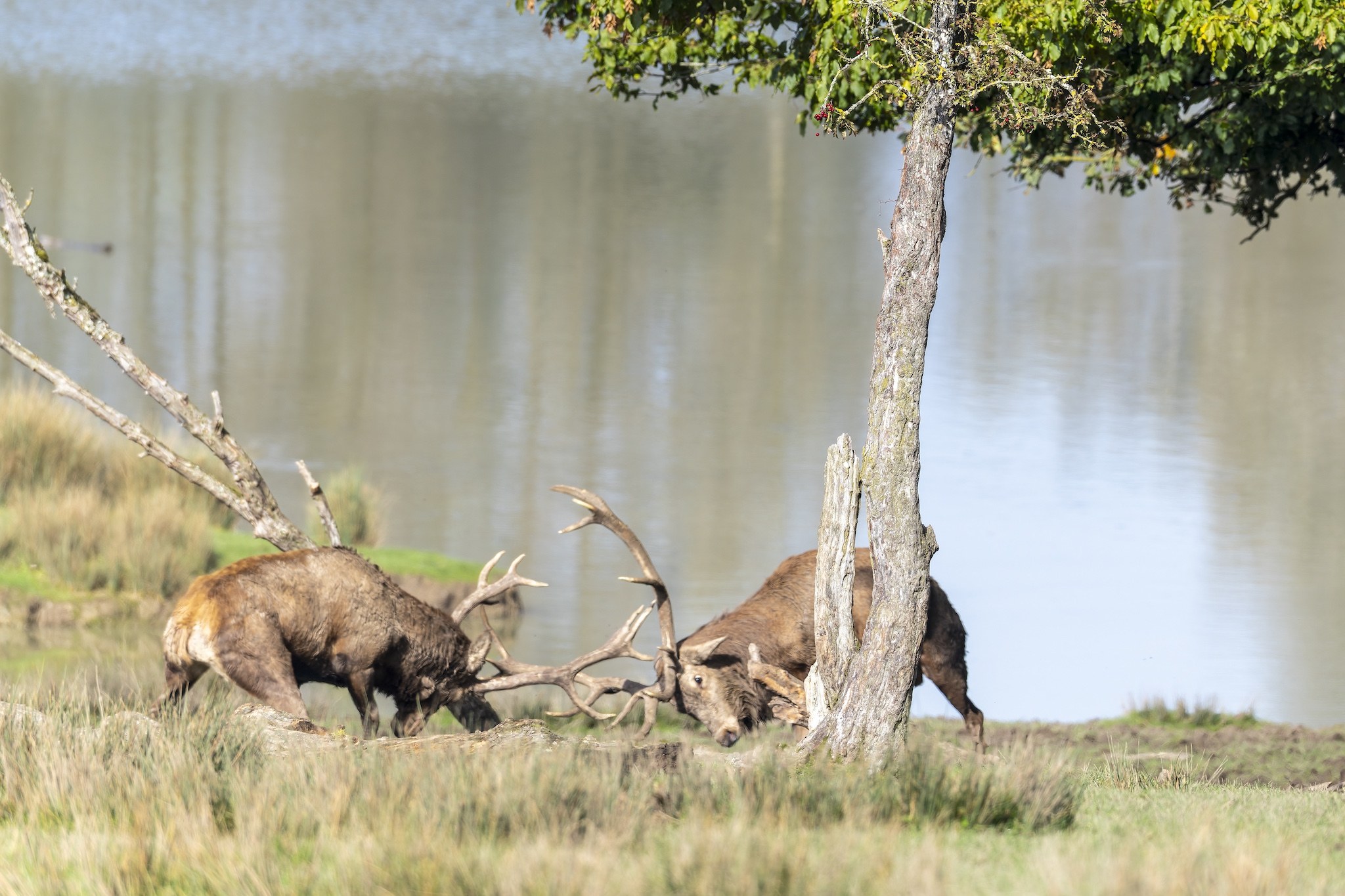 Parc Animalier de st-Croix en Moselle.