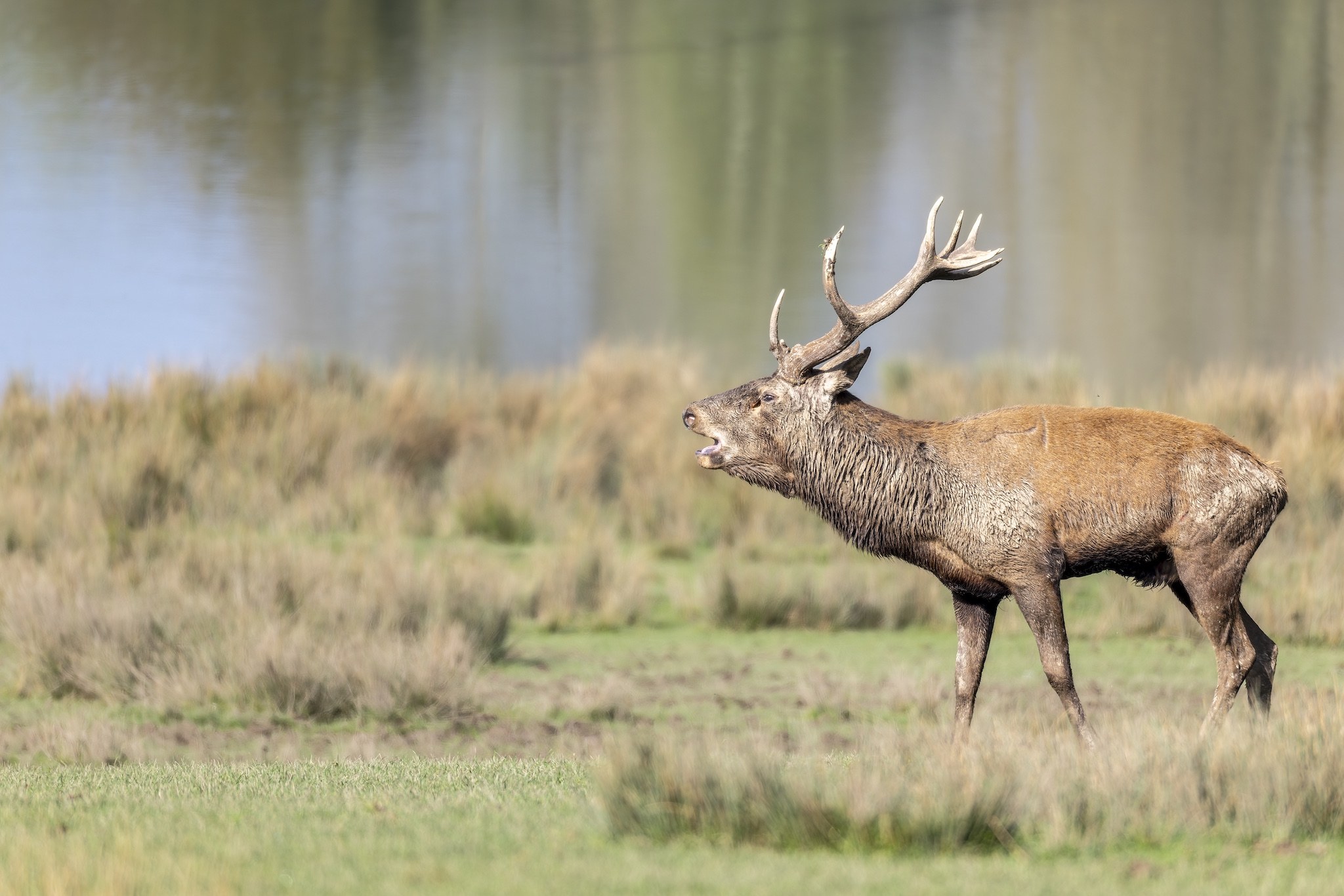 Parc Animalier de st-Croix en Moselle.
