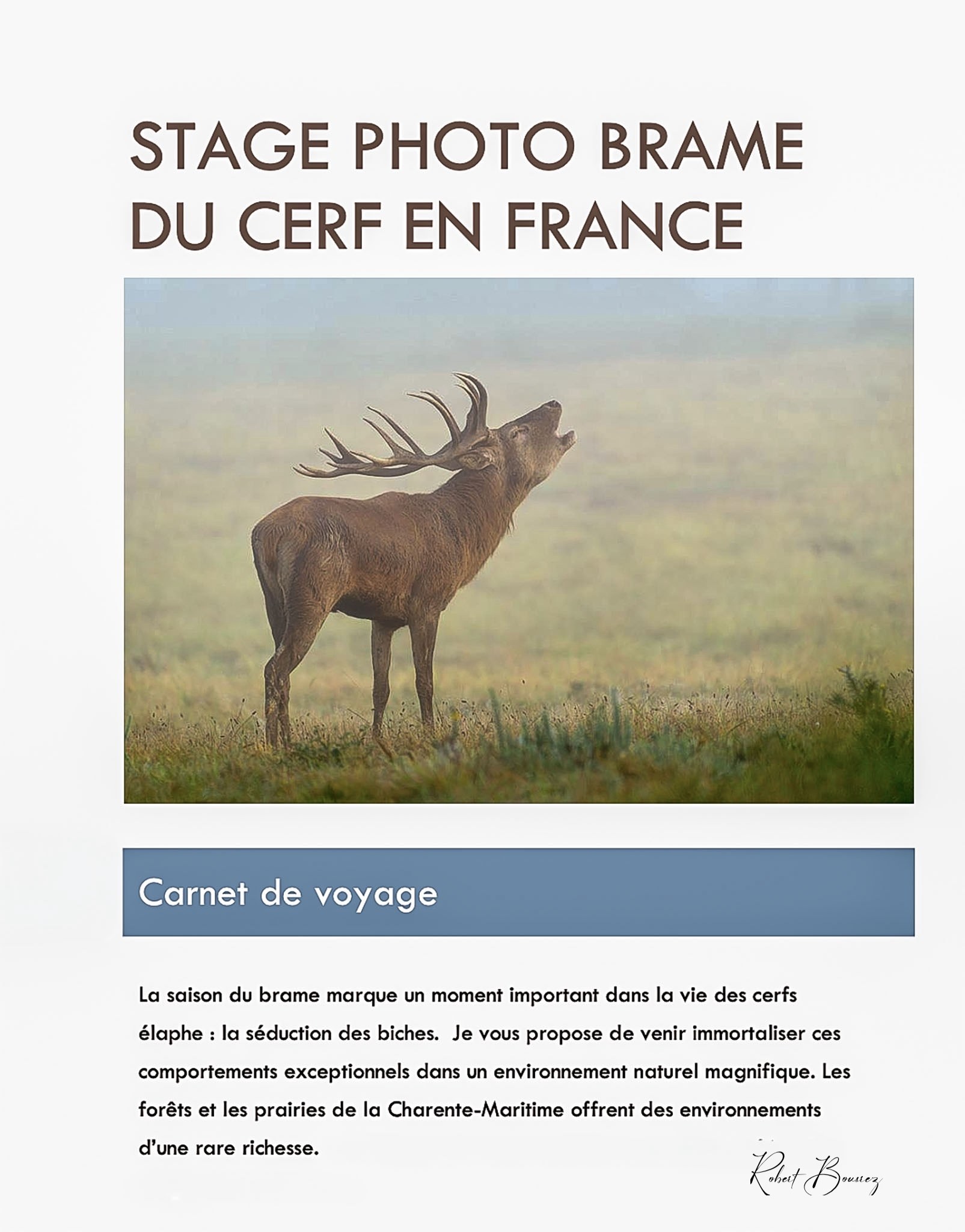 Brame du Cerf