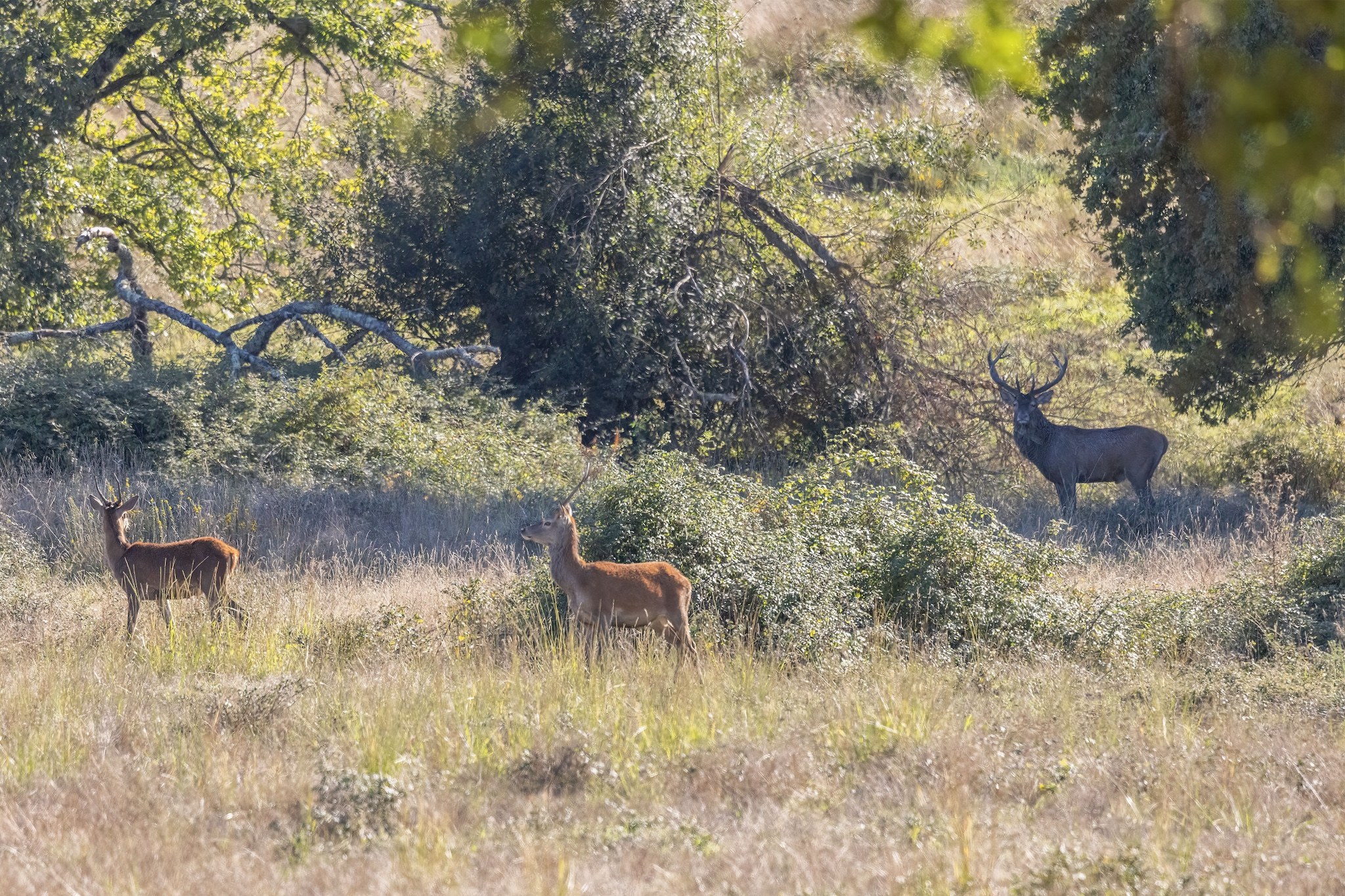Brame du Cerf