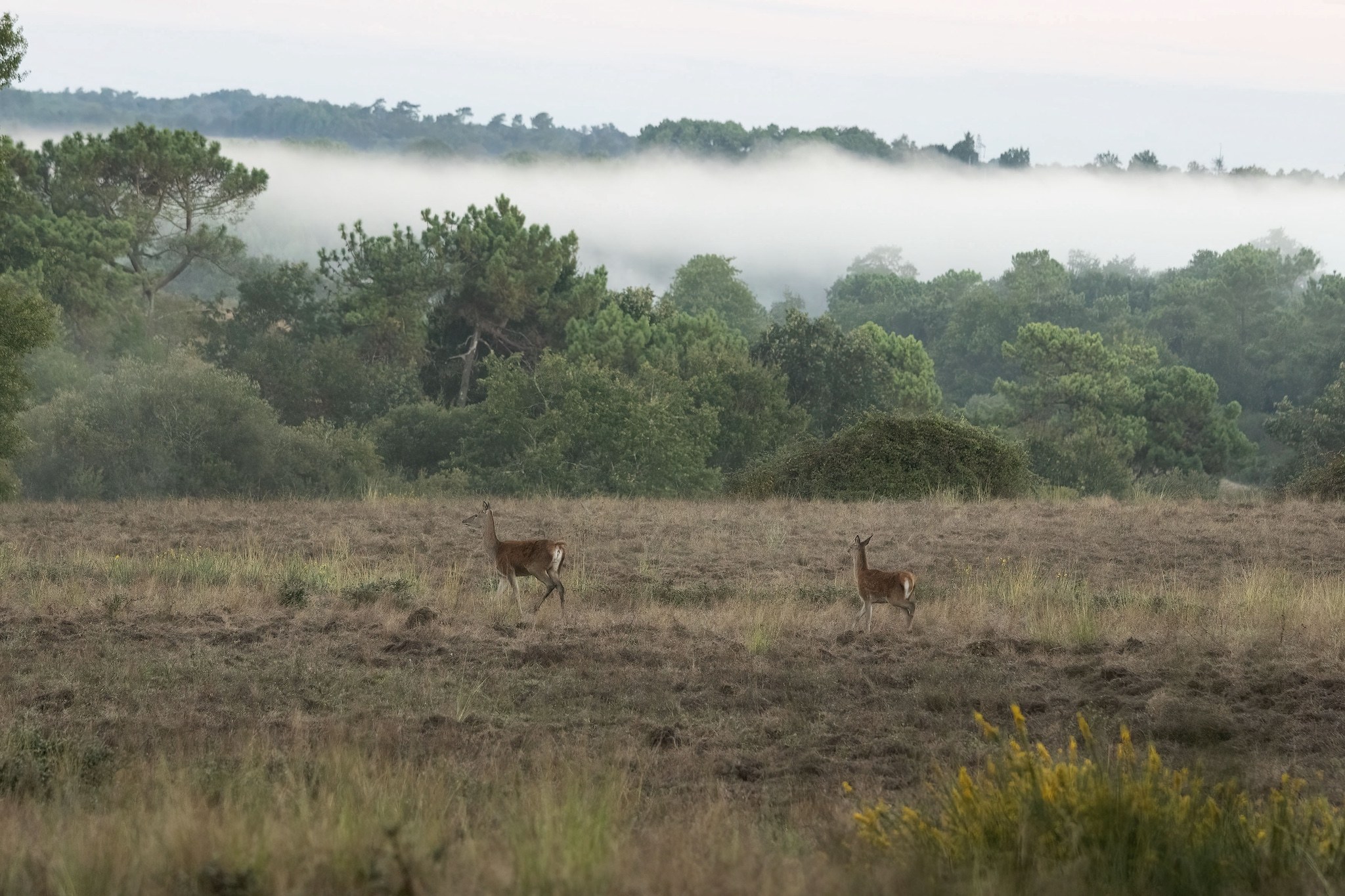 Brame du Cerf