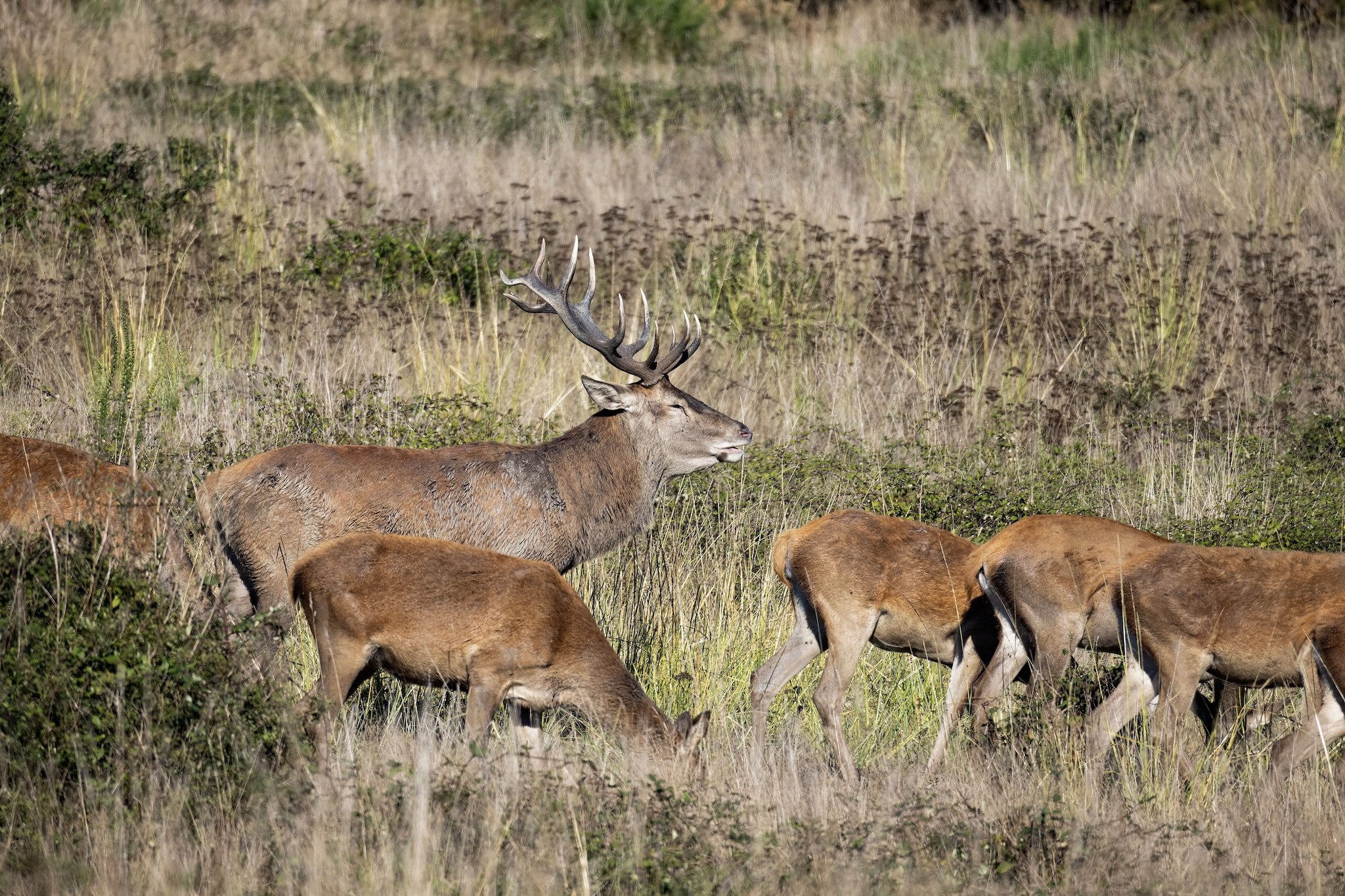 Brame du Cerf