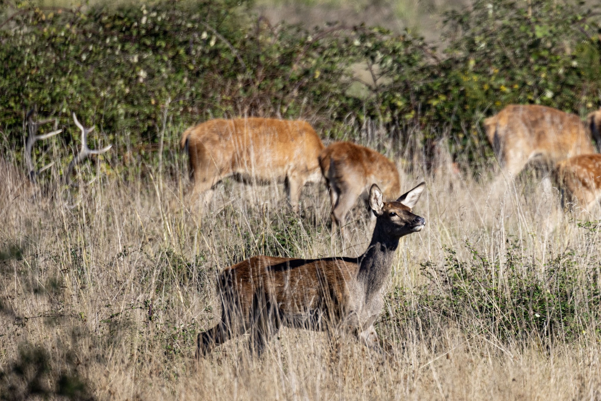 Brame du Cerf