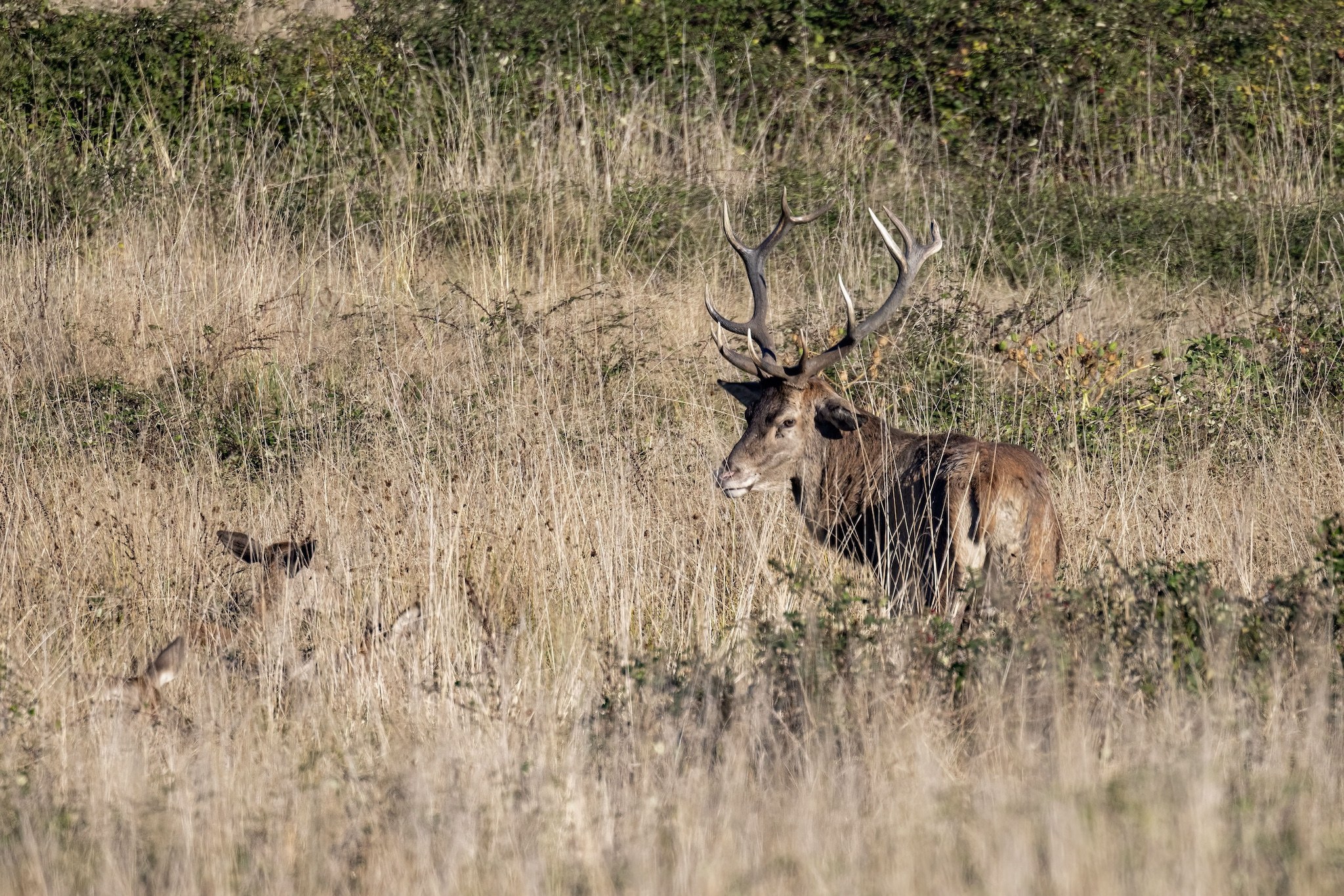 Brame du Cerf