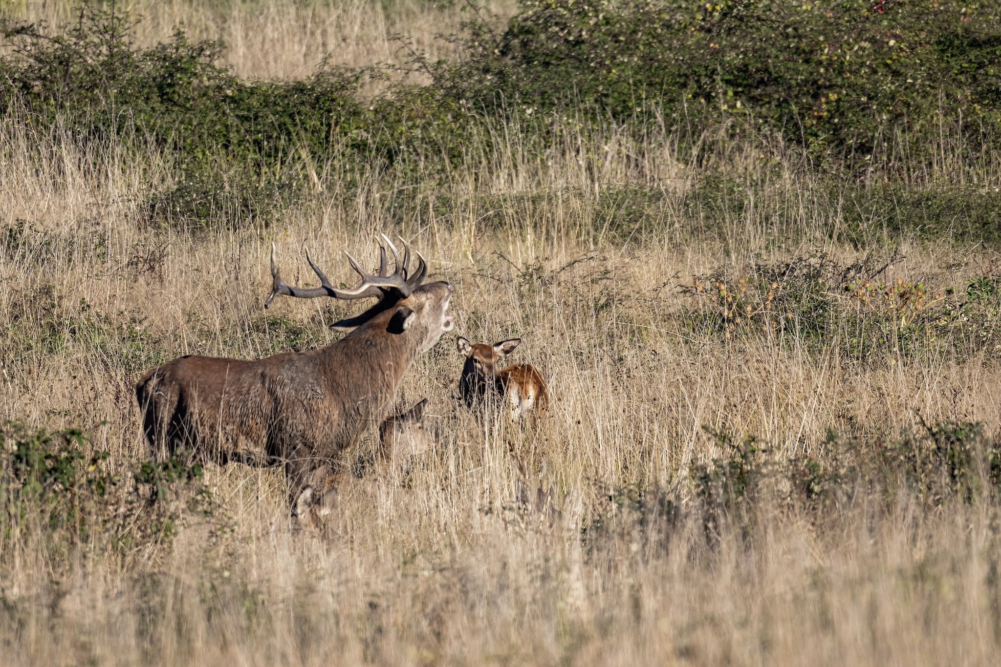 Brame du Cerf
