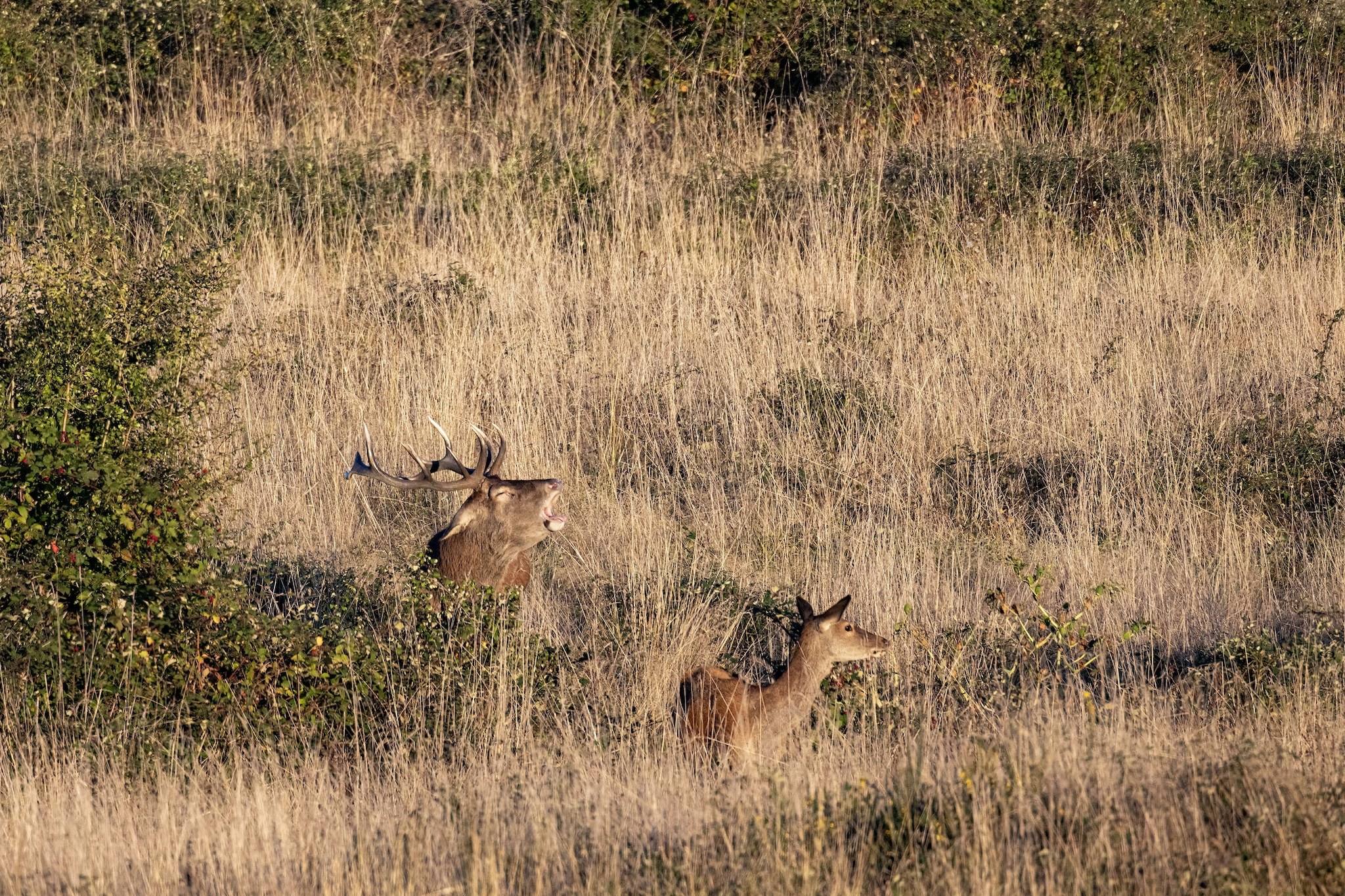 Brame du Cerf
