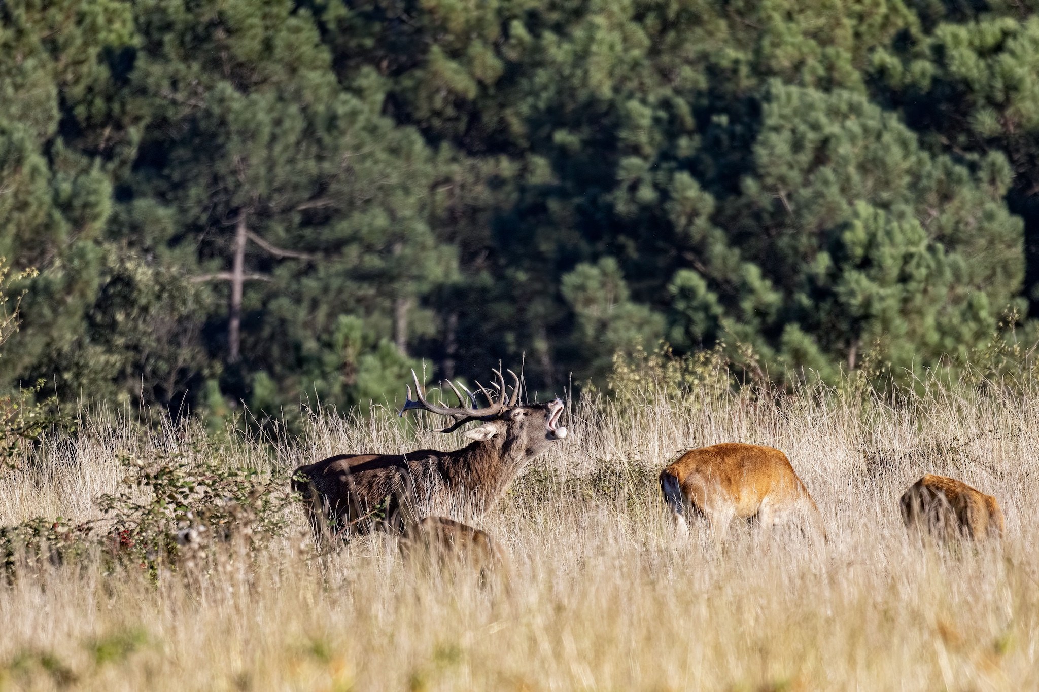 Brame du Cerf