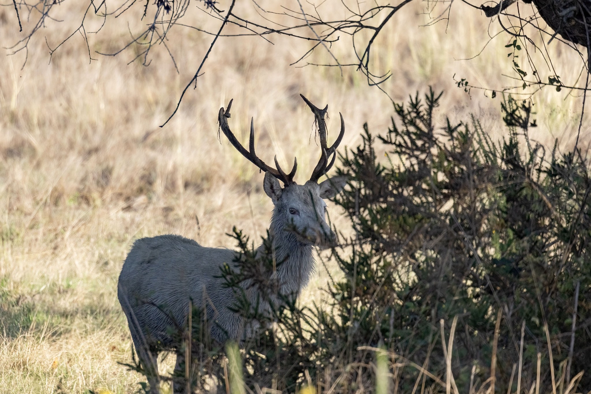 Brame du Cerf