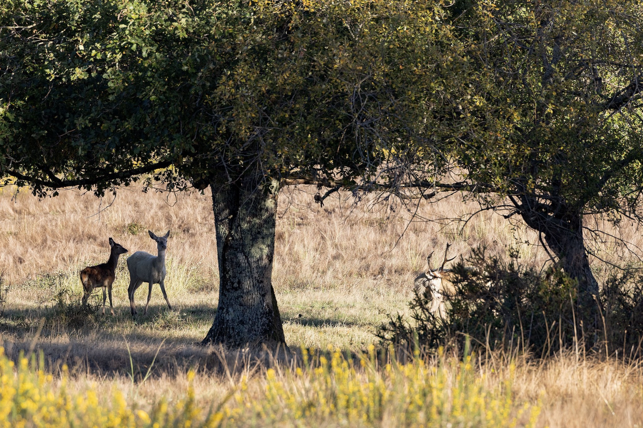 Brame du Cerf