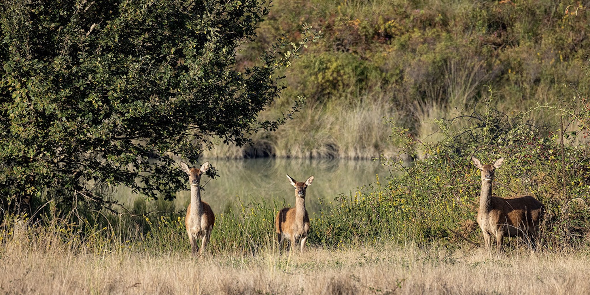 Brame du Cerf