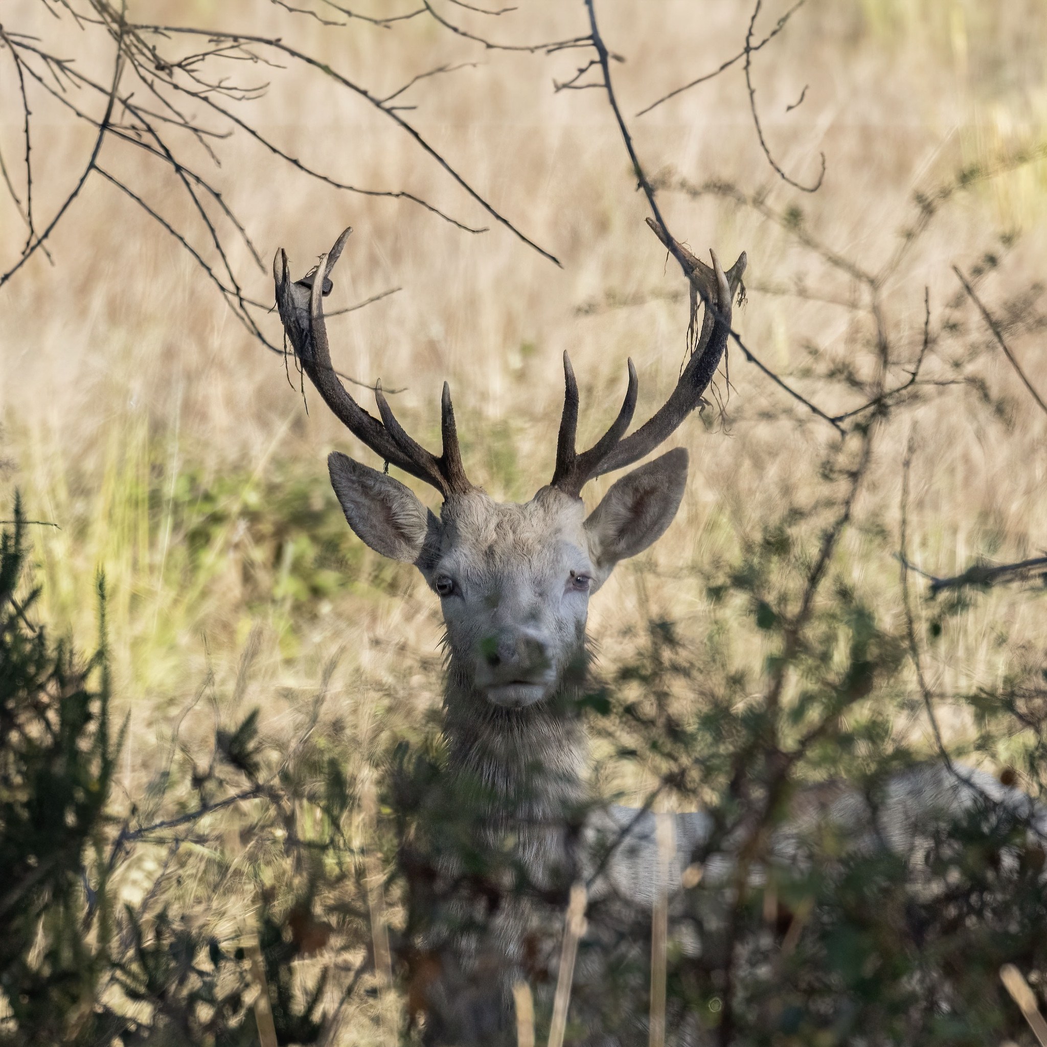 Brame du Cerf