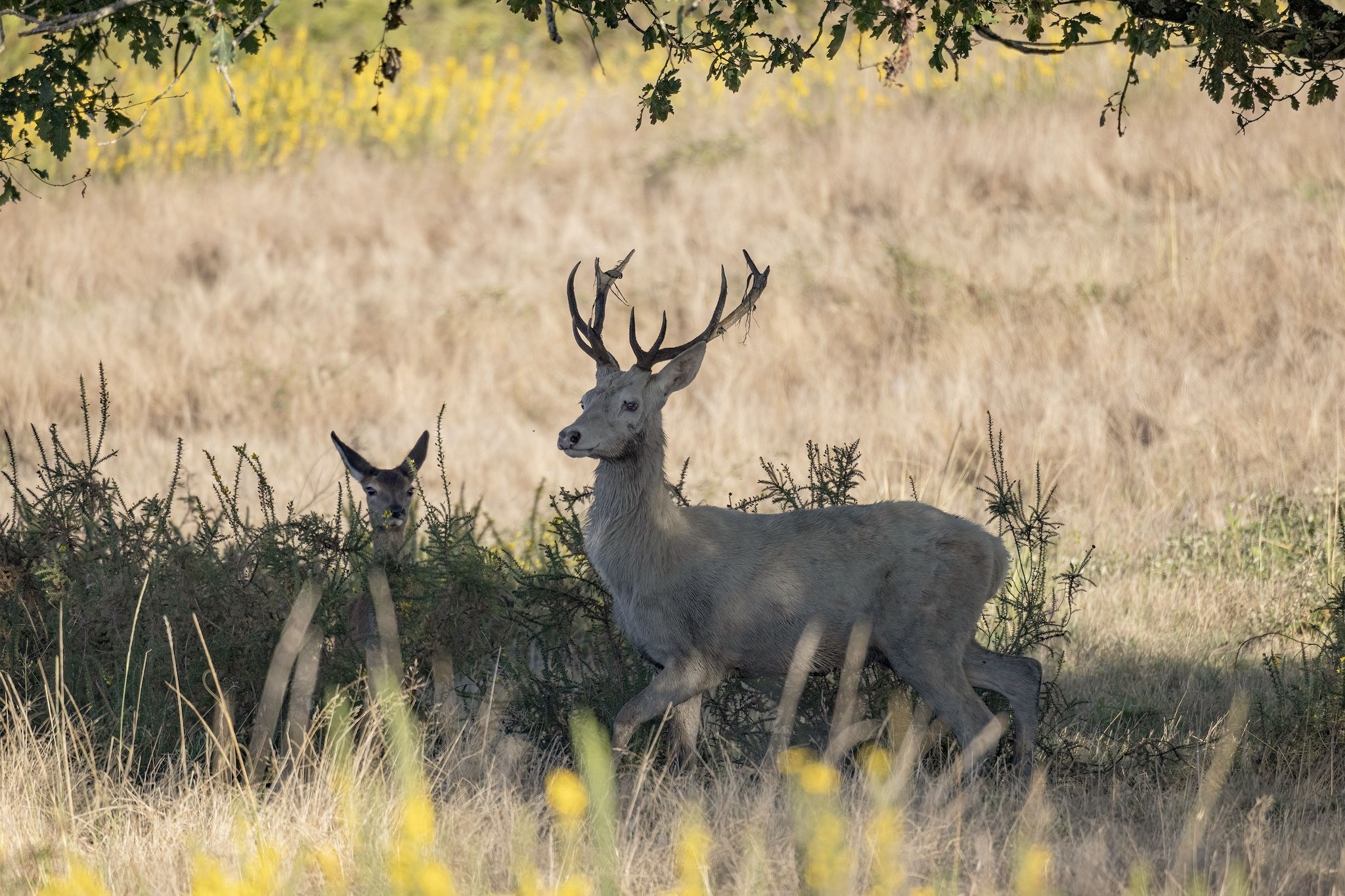 Brame du Cerf