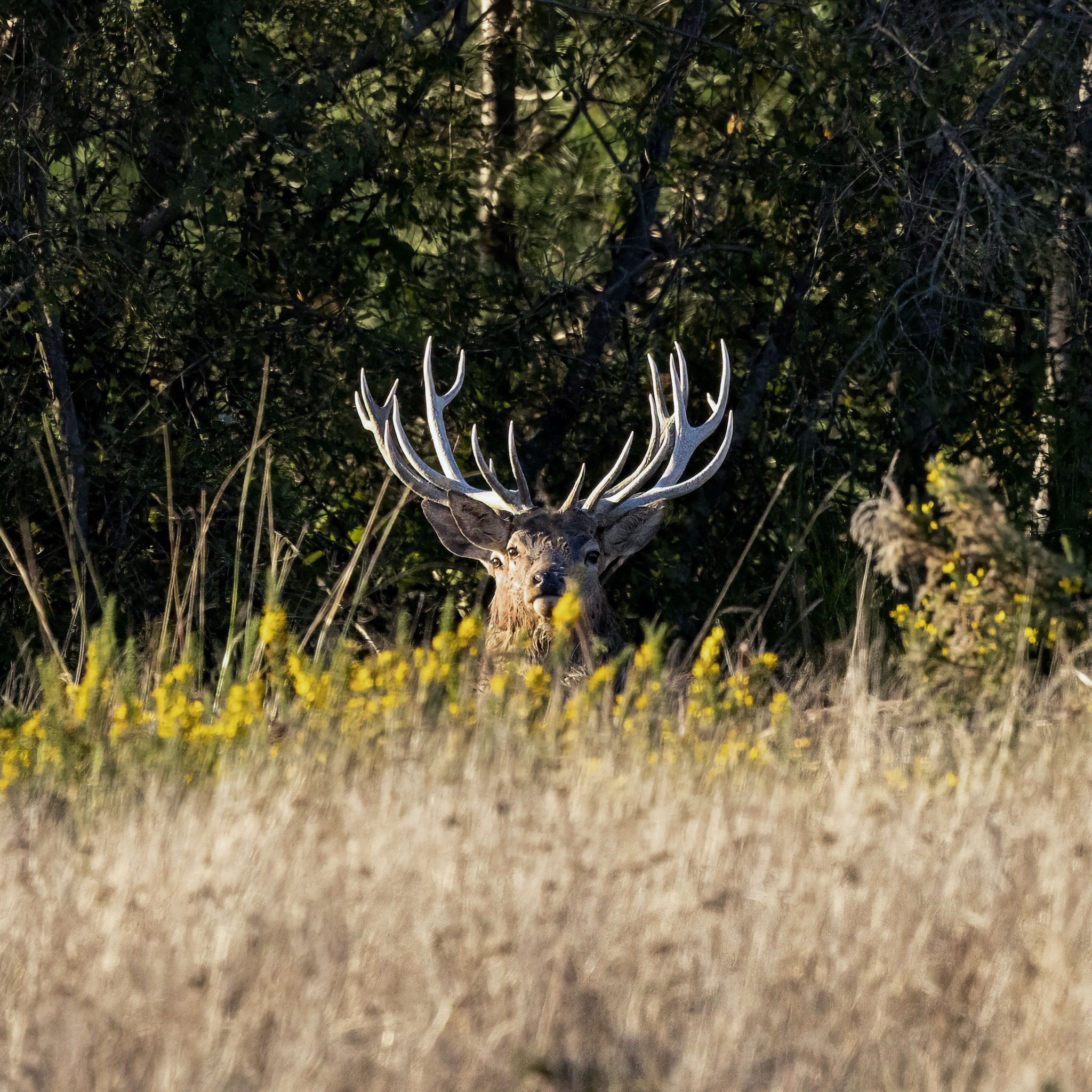 Brame du Cerf