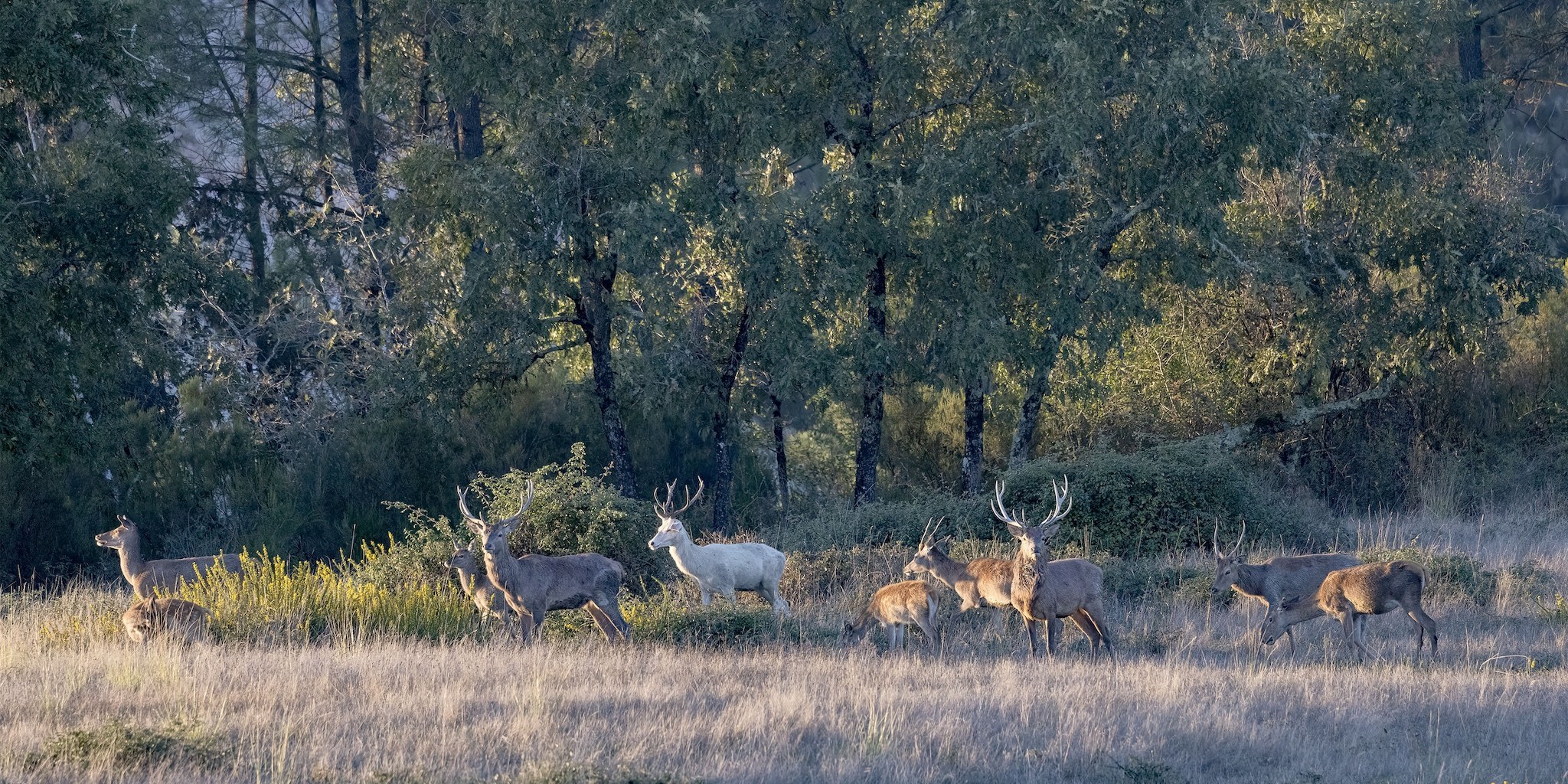 Brame du Cerf