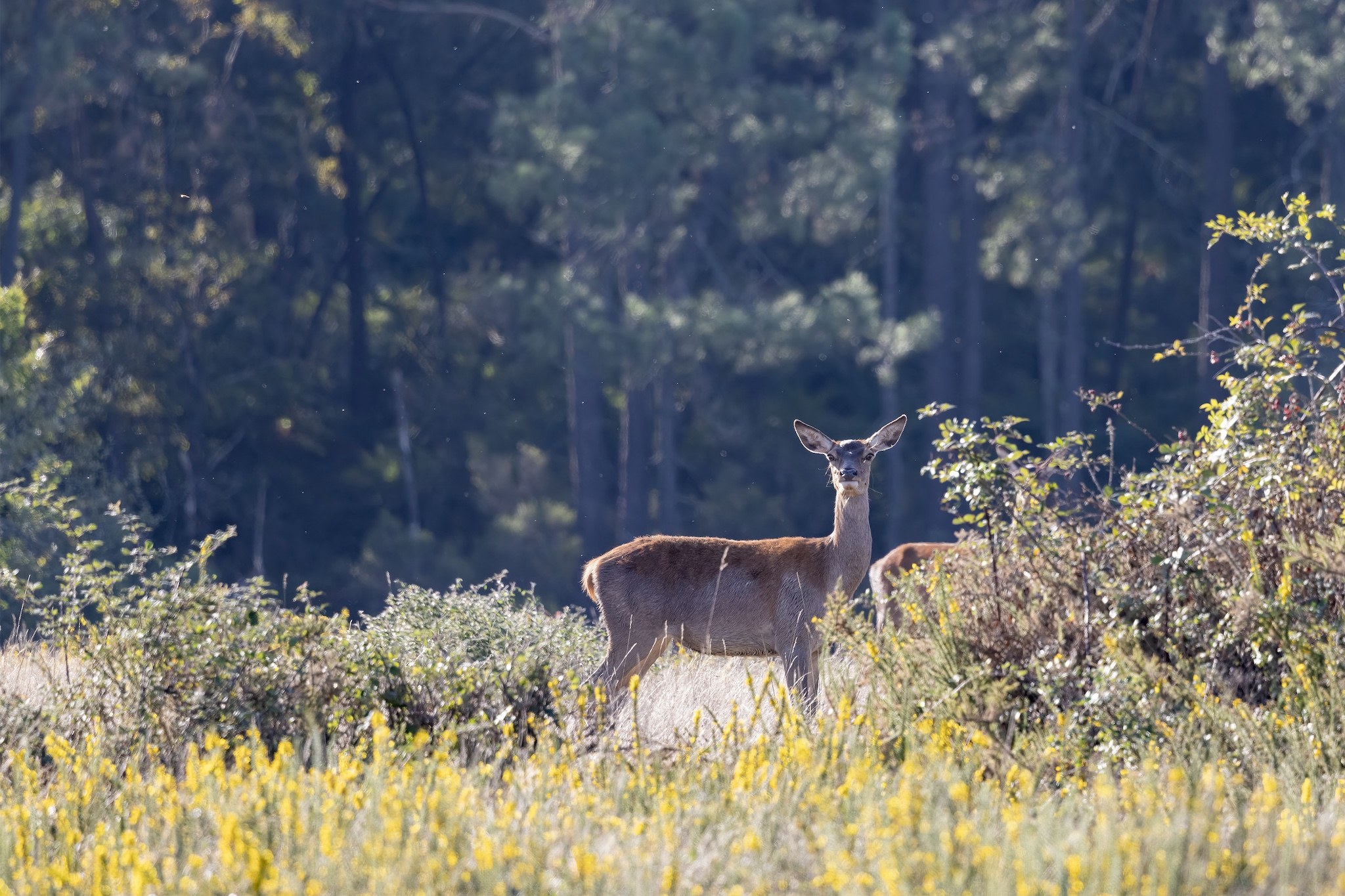 Brame du Cerf