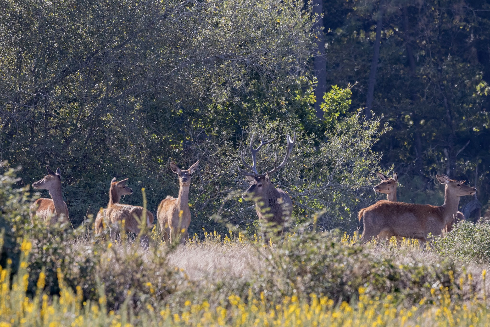 Brame du Cerf