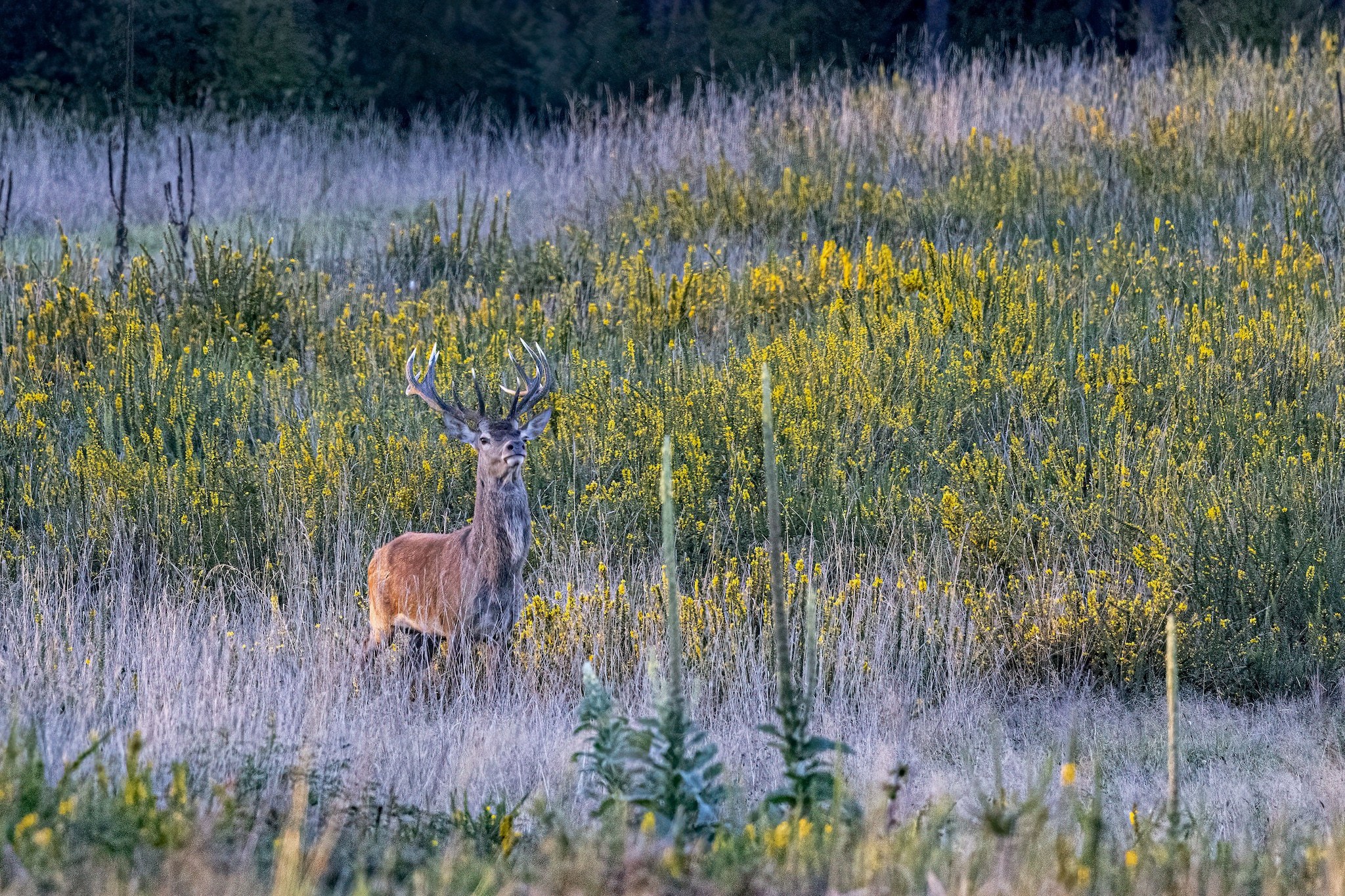 Brame du Cerf
