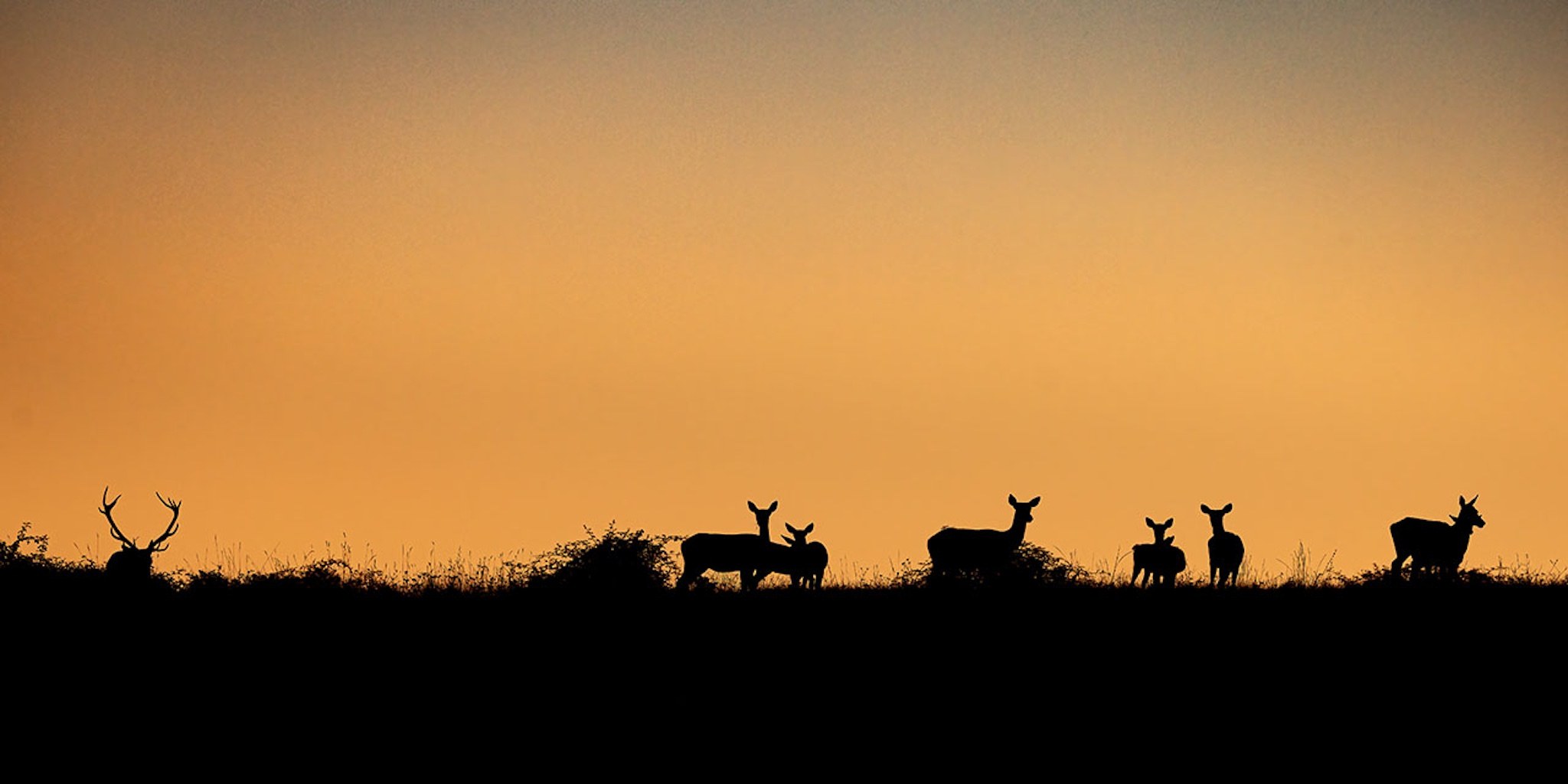 Brame du Cerf