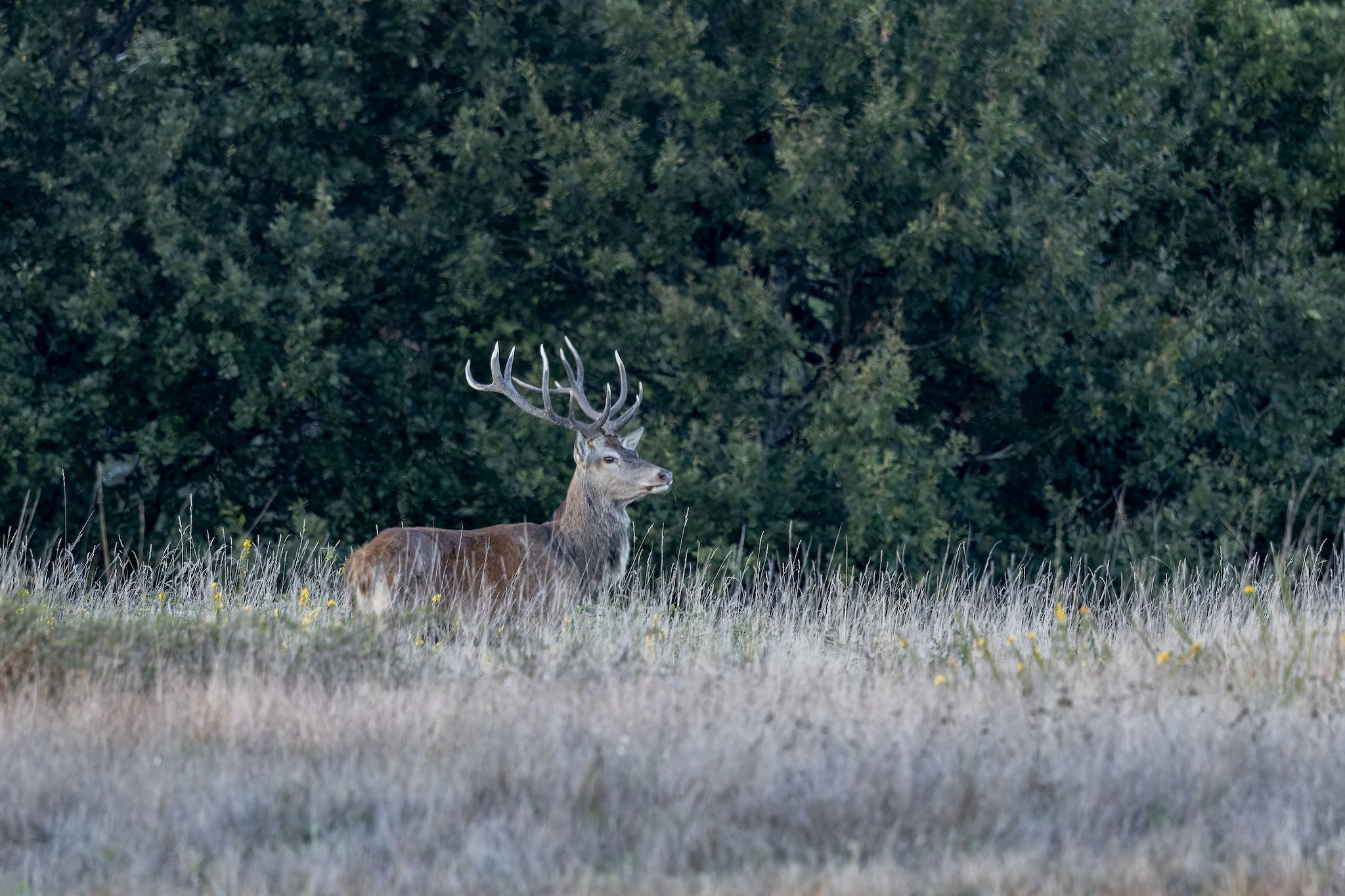 Brame du Cerf
