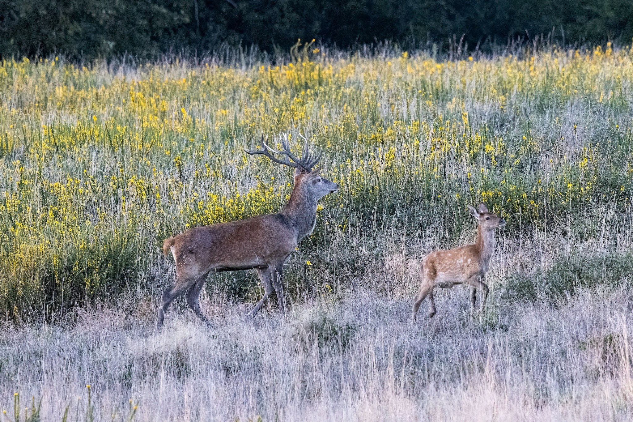 Brame du Cerf