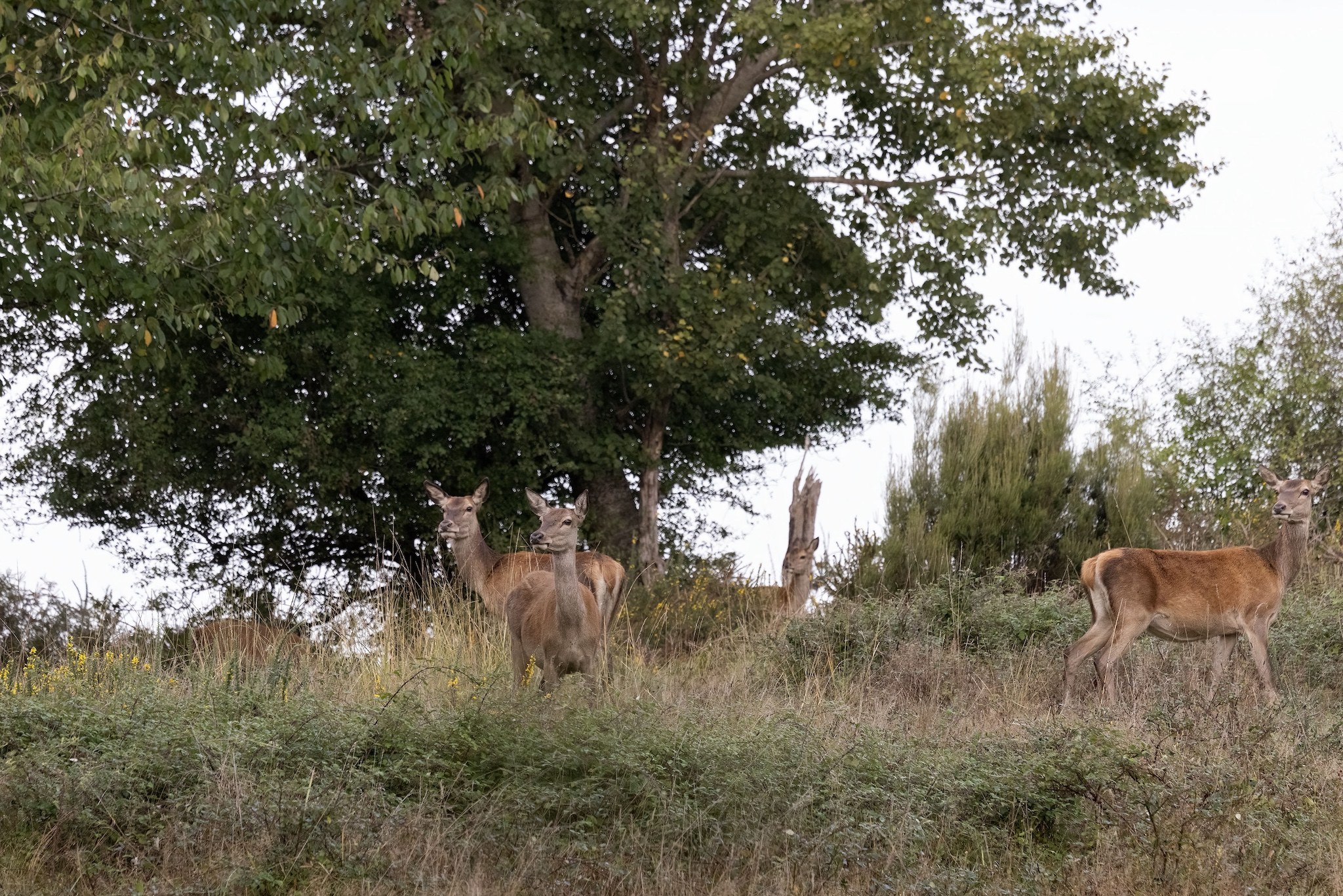 Brame du Cerf