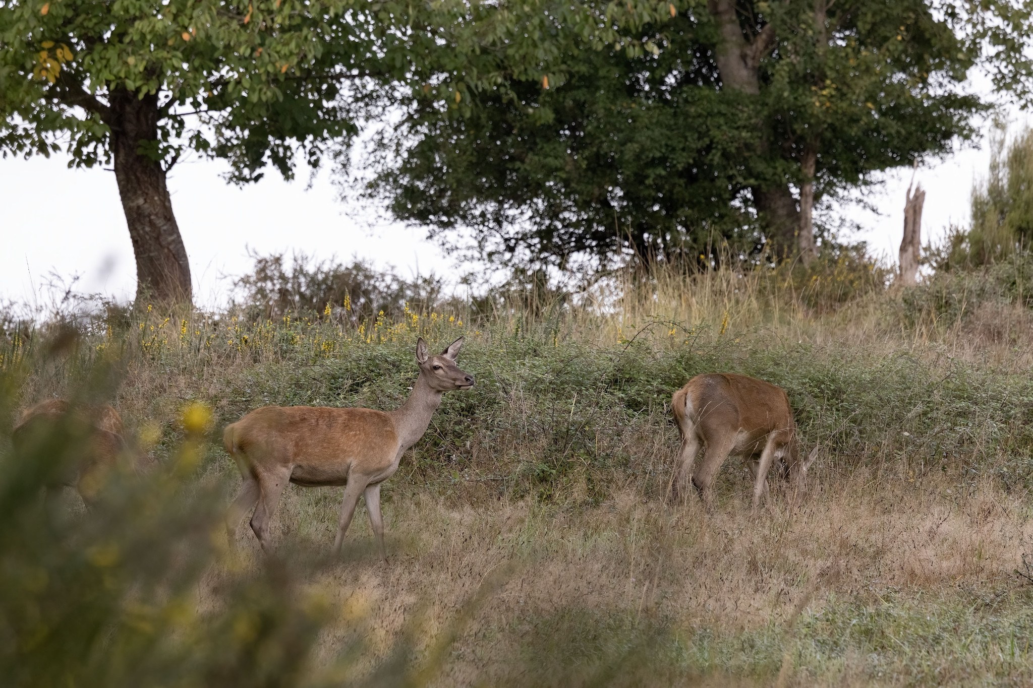 Brame du Cerf