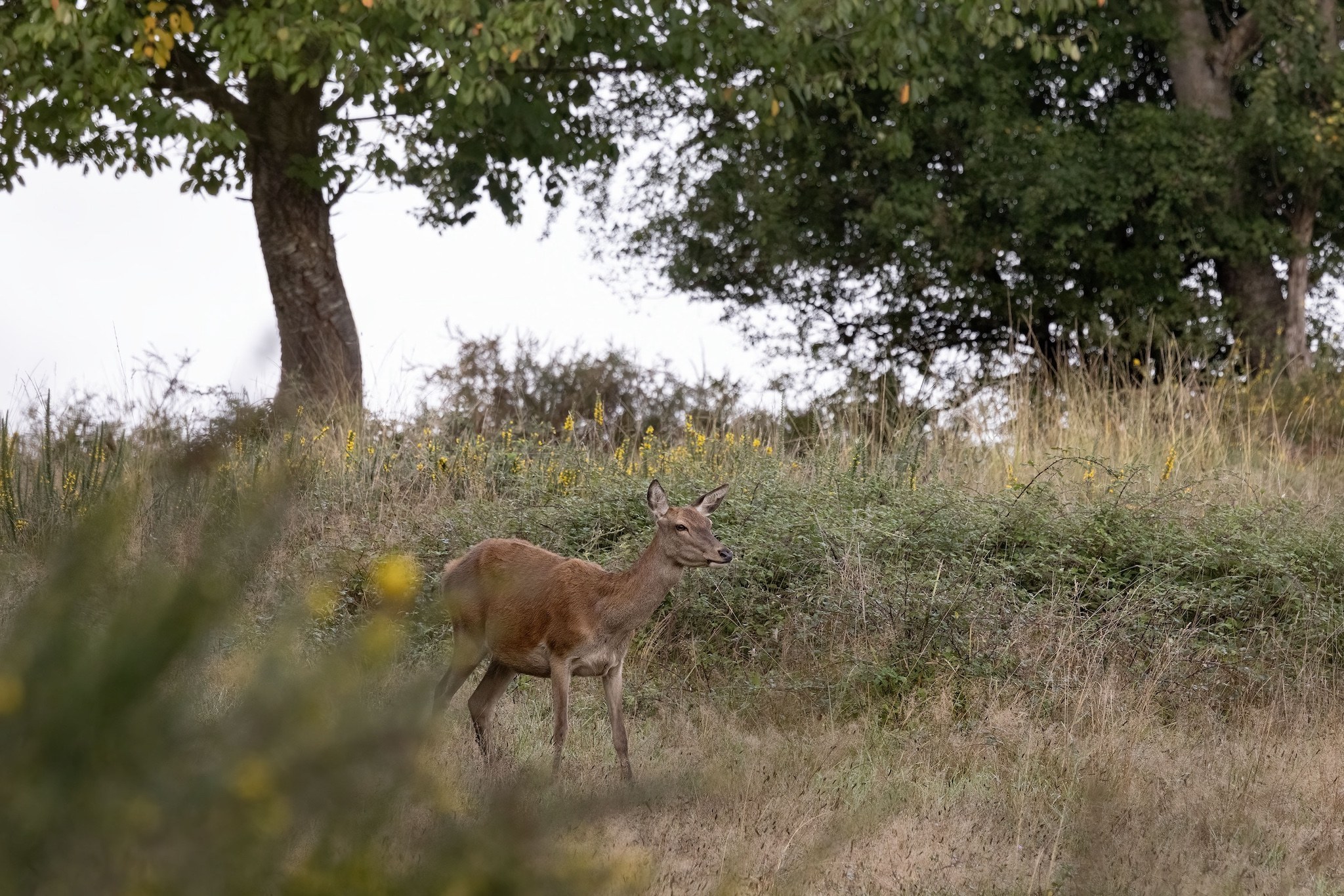 Brame du Cerf